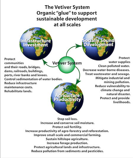 Image Source: The Vetiver Network International