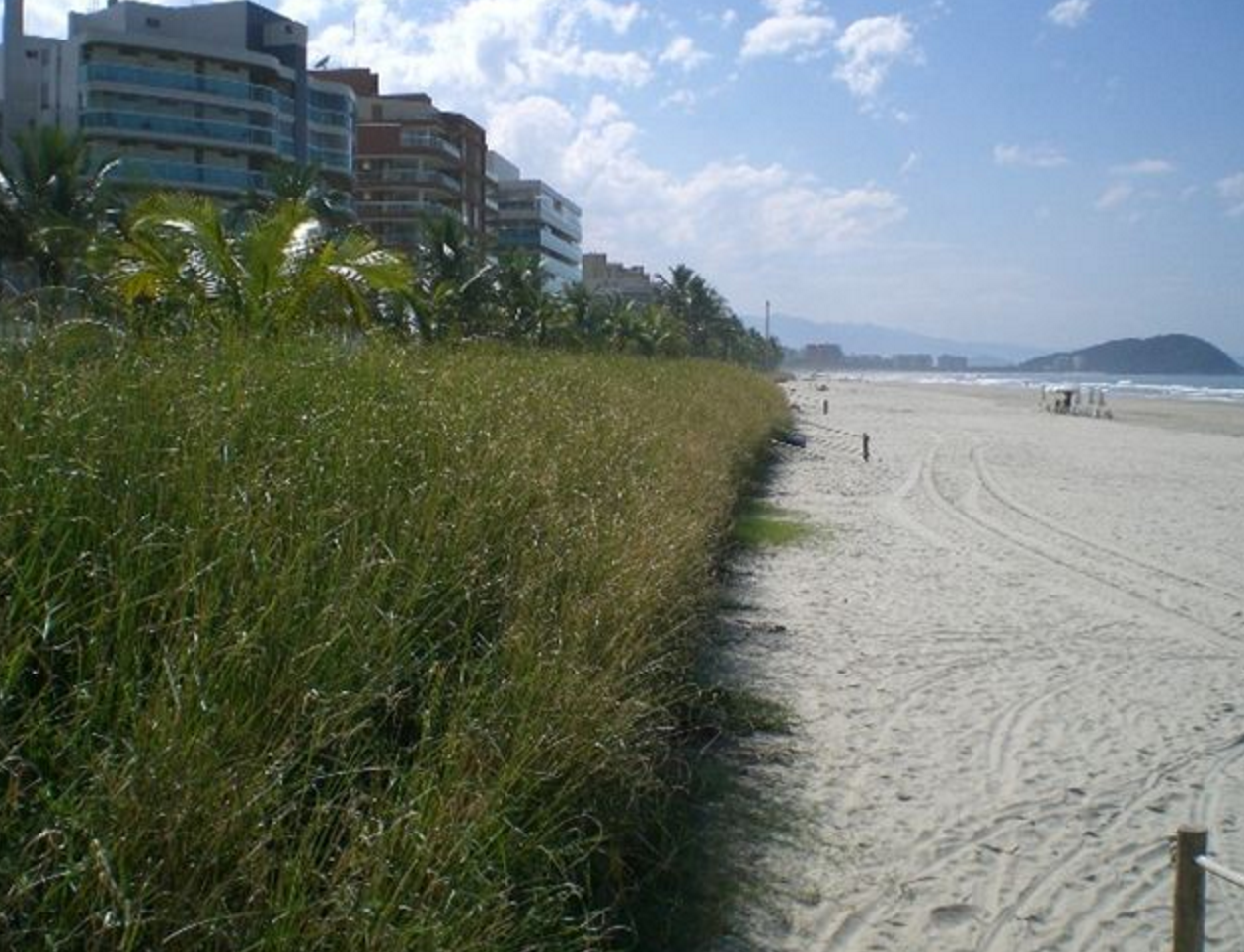 Vetiver Grass Grown as a Solution to Beach Erosion and Toxicity