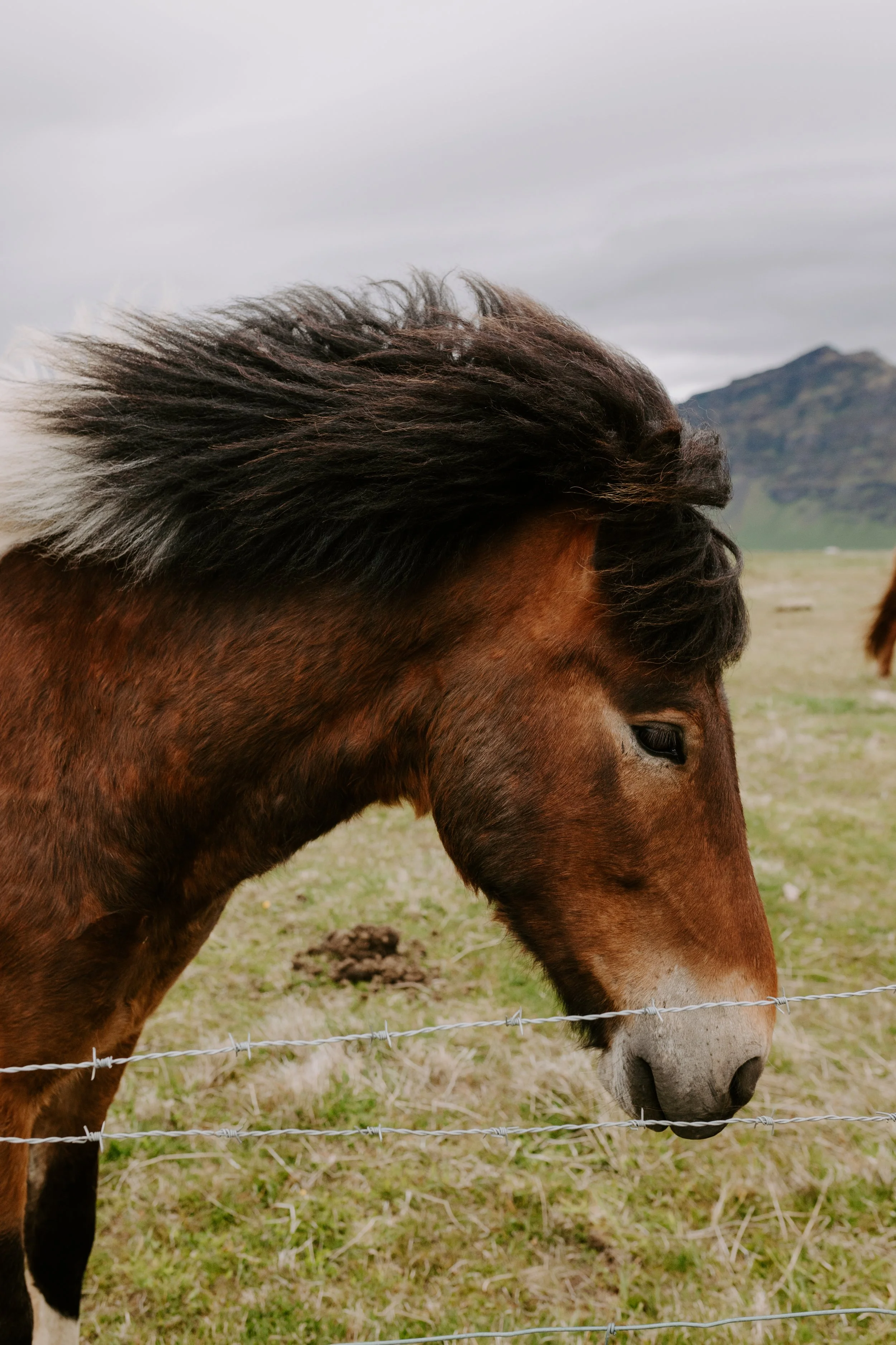 WT_IC_ Icelandic Horses _Lauren Louise-09.jpg