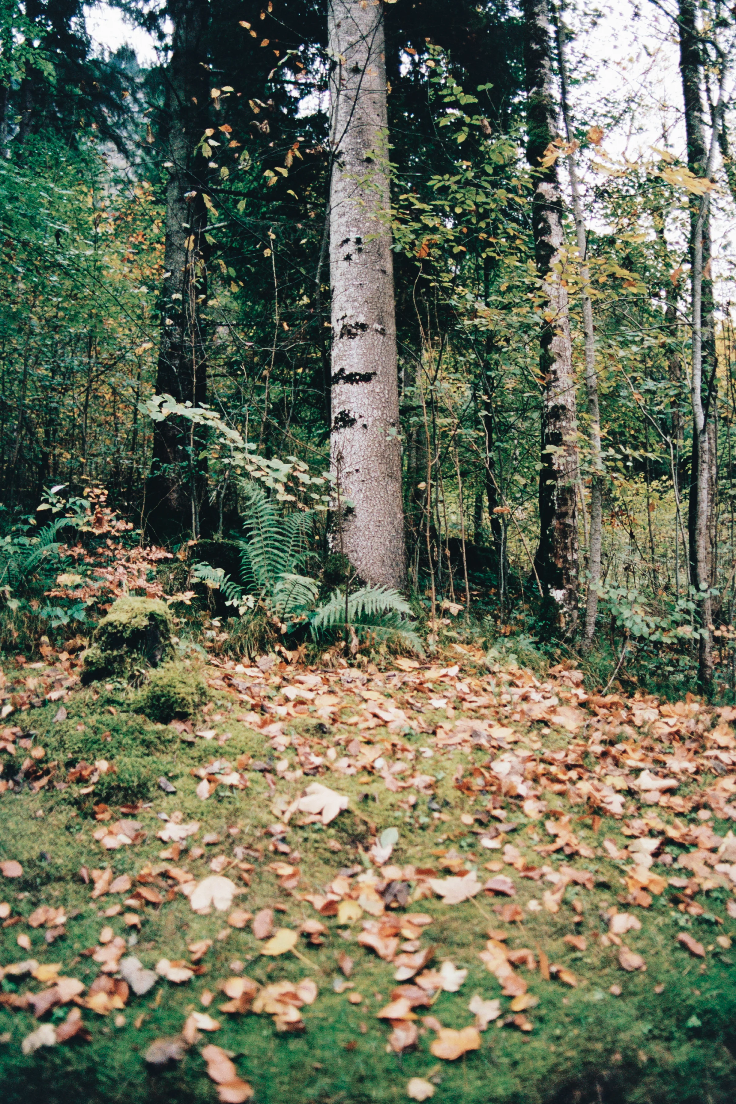 Allen_101617AA028A (2).jpg