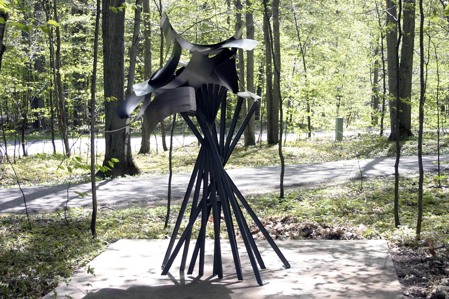 Time Collector for a Michigan Forest 