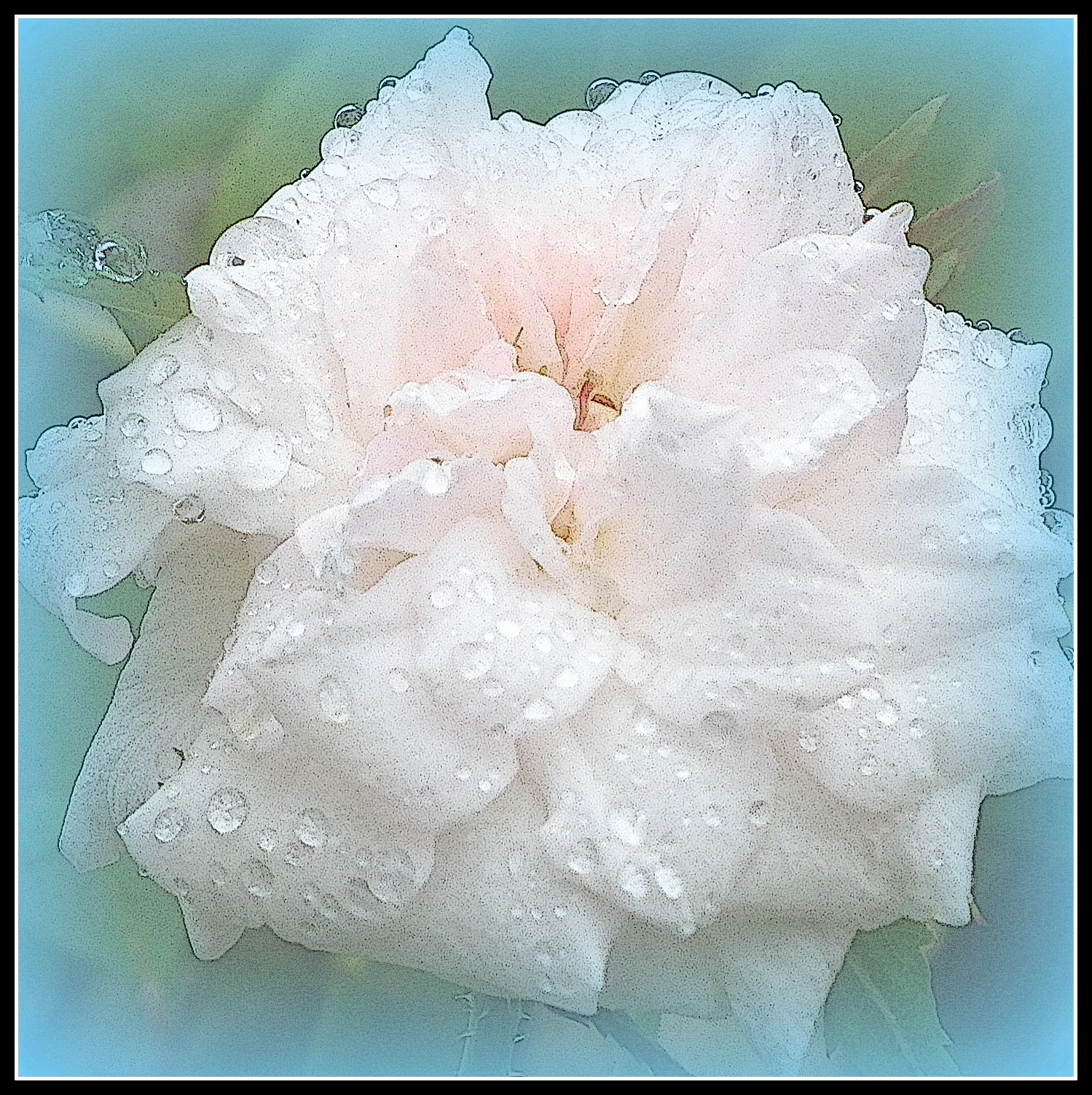  Wet rose with lots of Photoshop and Corel applications applied. &nbsp;Such fun! 