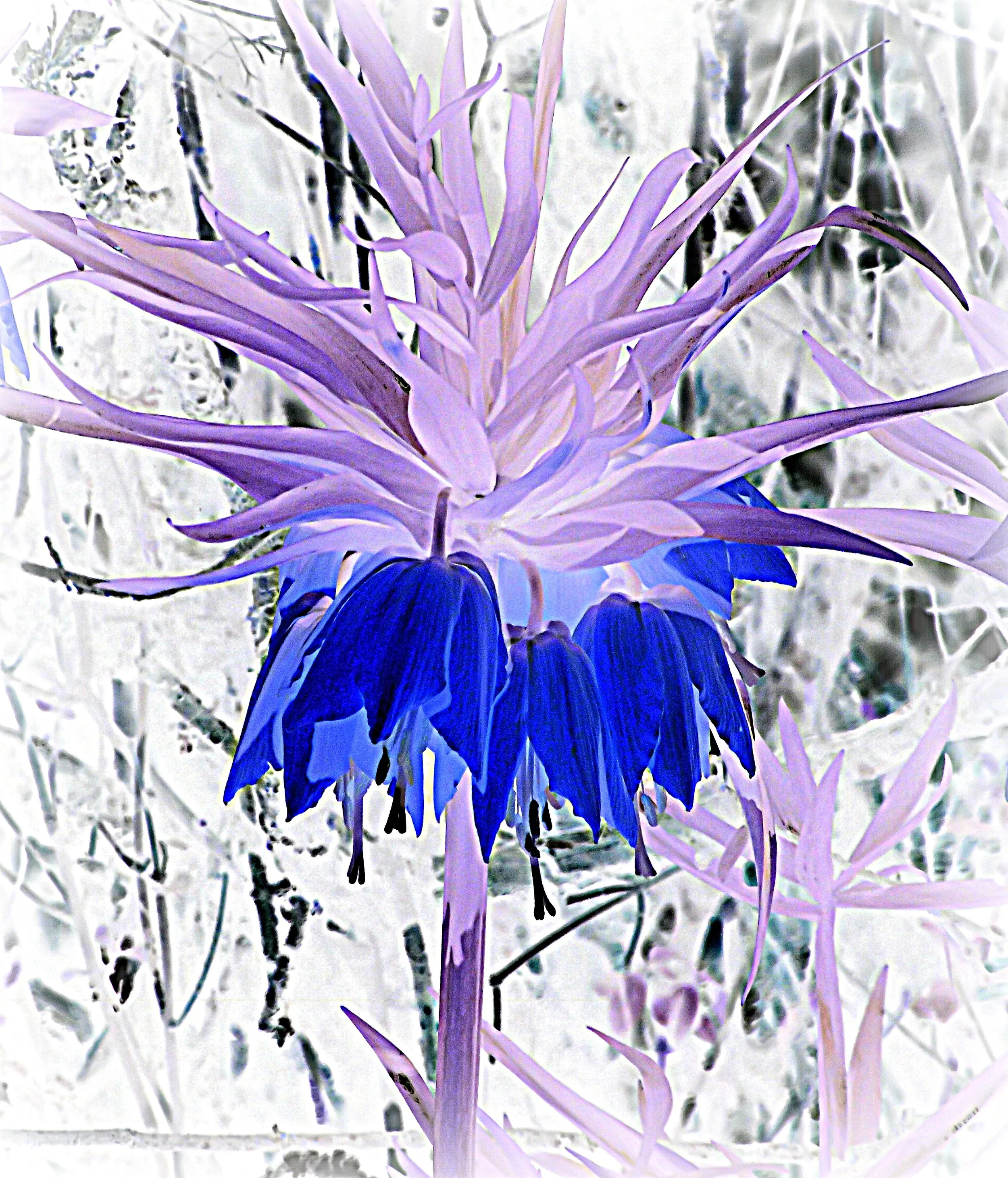  First variation, reverse coloration, with background in black and white, of a beautiful yellow bell-shaped flower growing wild by an abandoned home. 