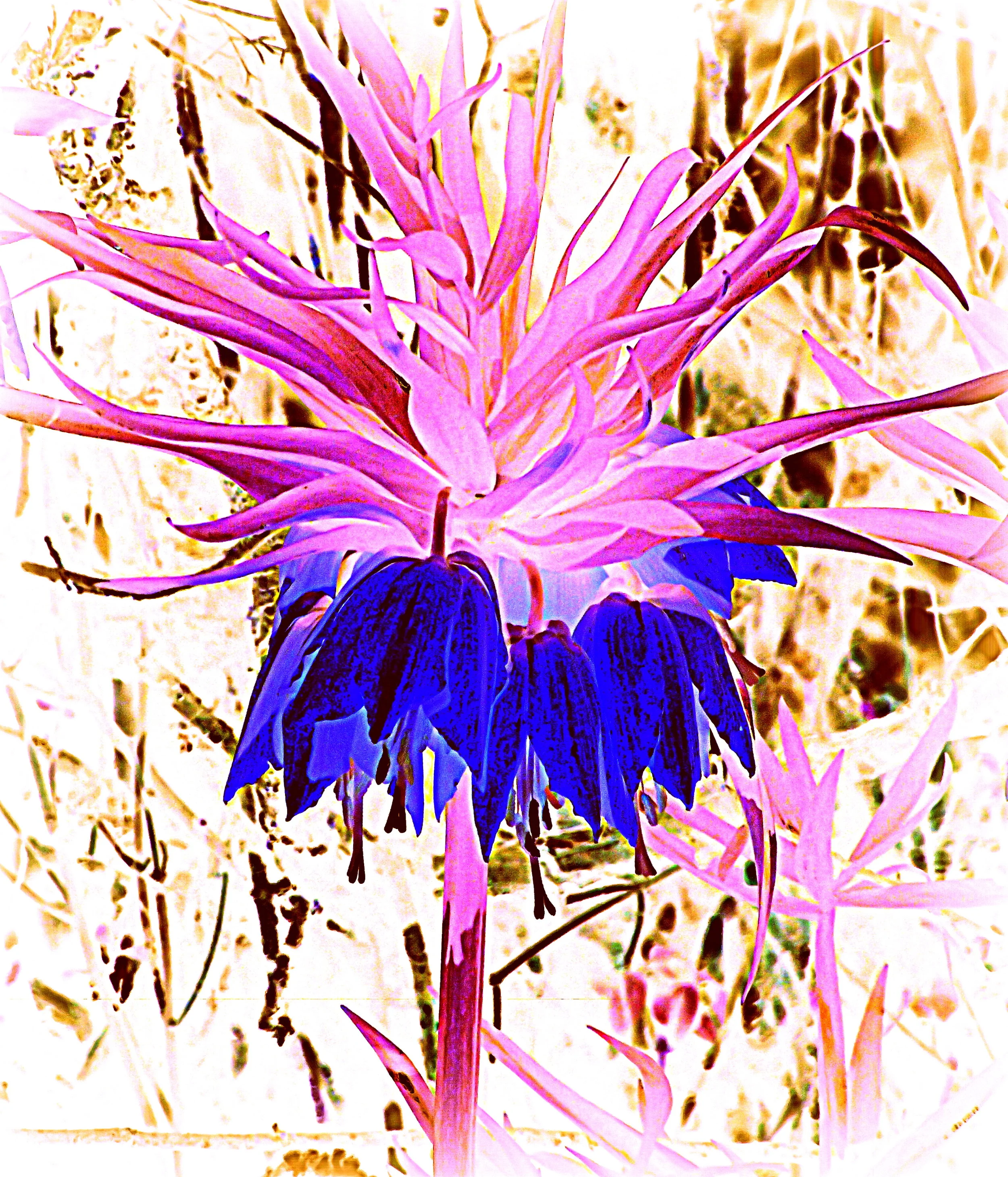  Second variation, reverse coloration, colors pushed, background in brown, of yellow bell-shaped flower, at an abandoned home. 