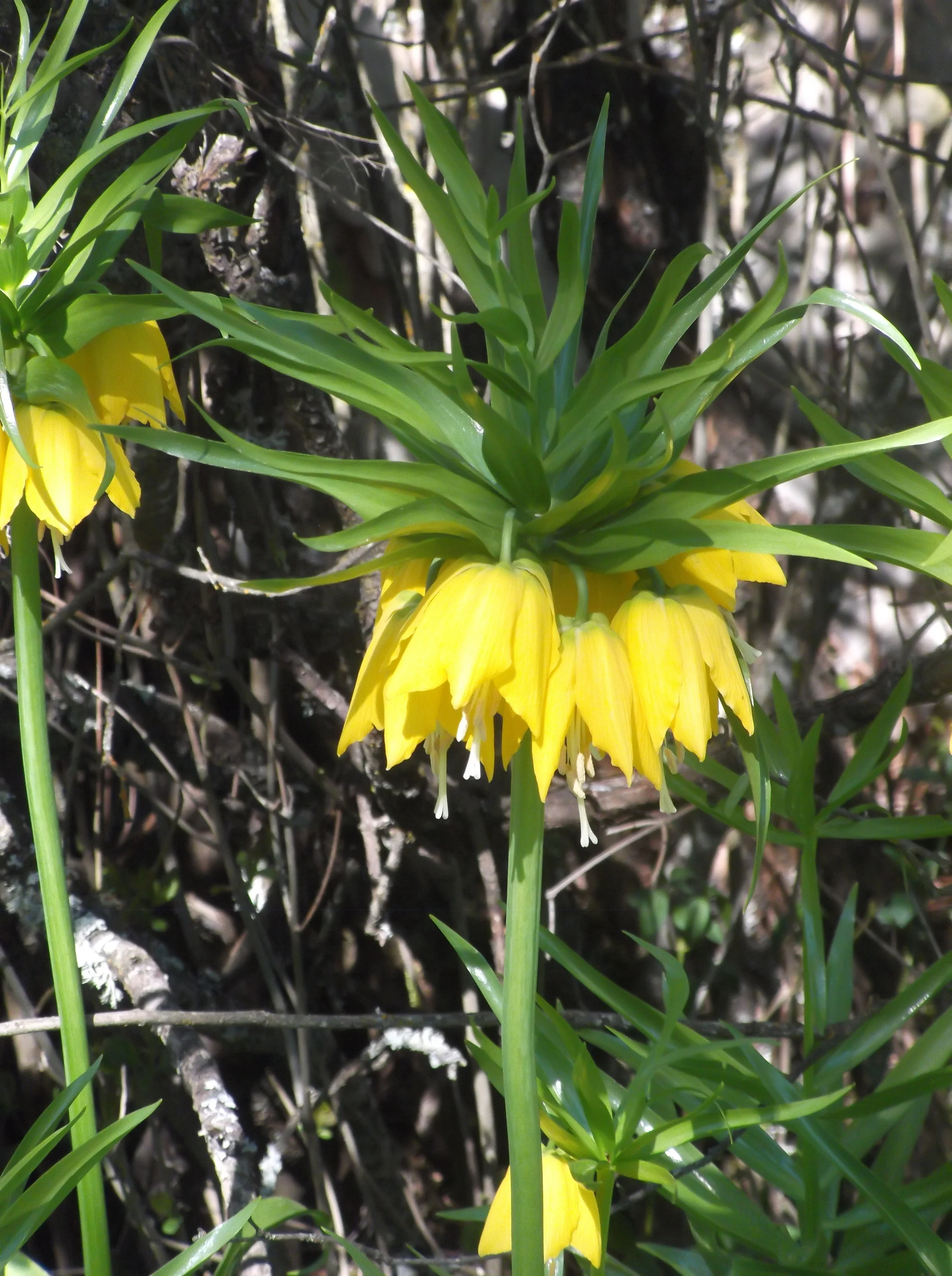  Beautiful bell-shaped yellow flower growing in a tangle of trees and bushes beside a long abandoned home. &nbsp;There can still be something of beauty in a confusion of uncared for clutter. 