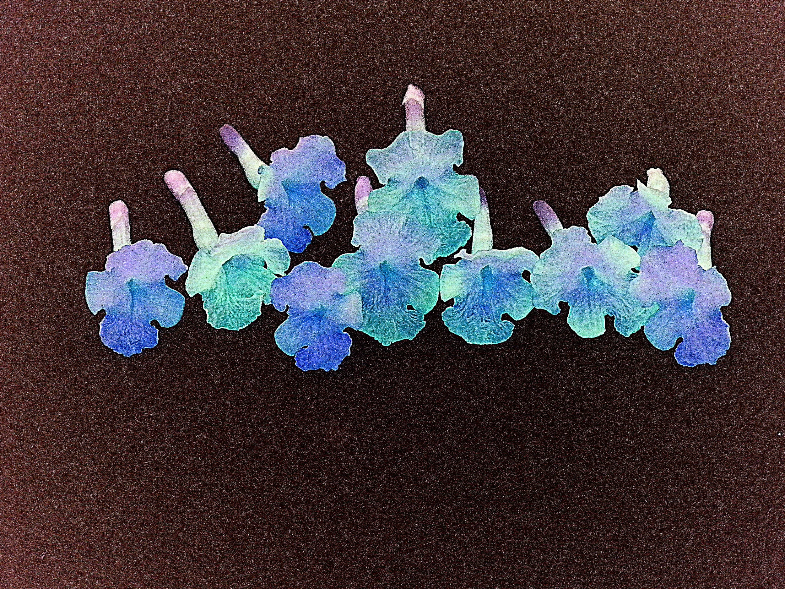  Small flowerets from a Hydrangea. &nbsp;Taken on light table in macro,  and Photoshopped into a negative image. 