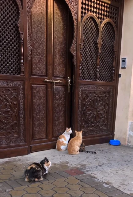 Marrakech cats.