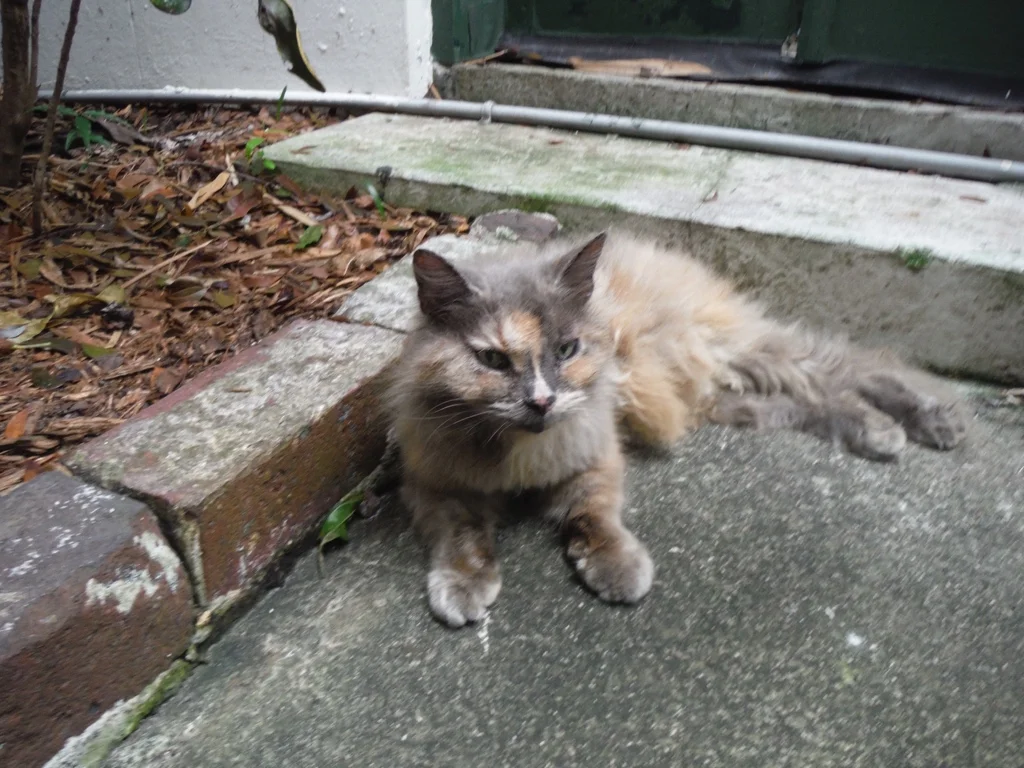 A six-toed Hemingcat.