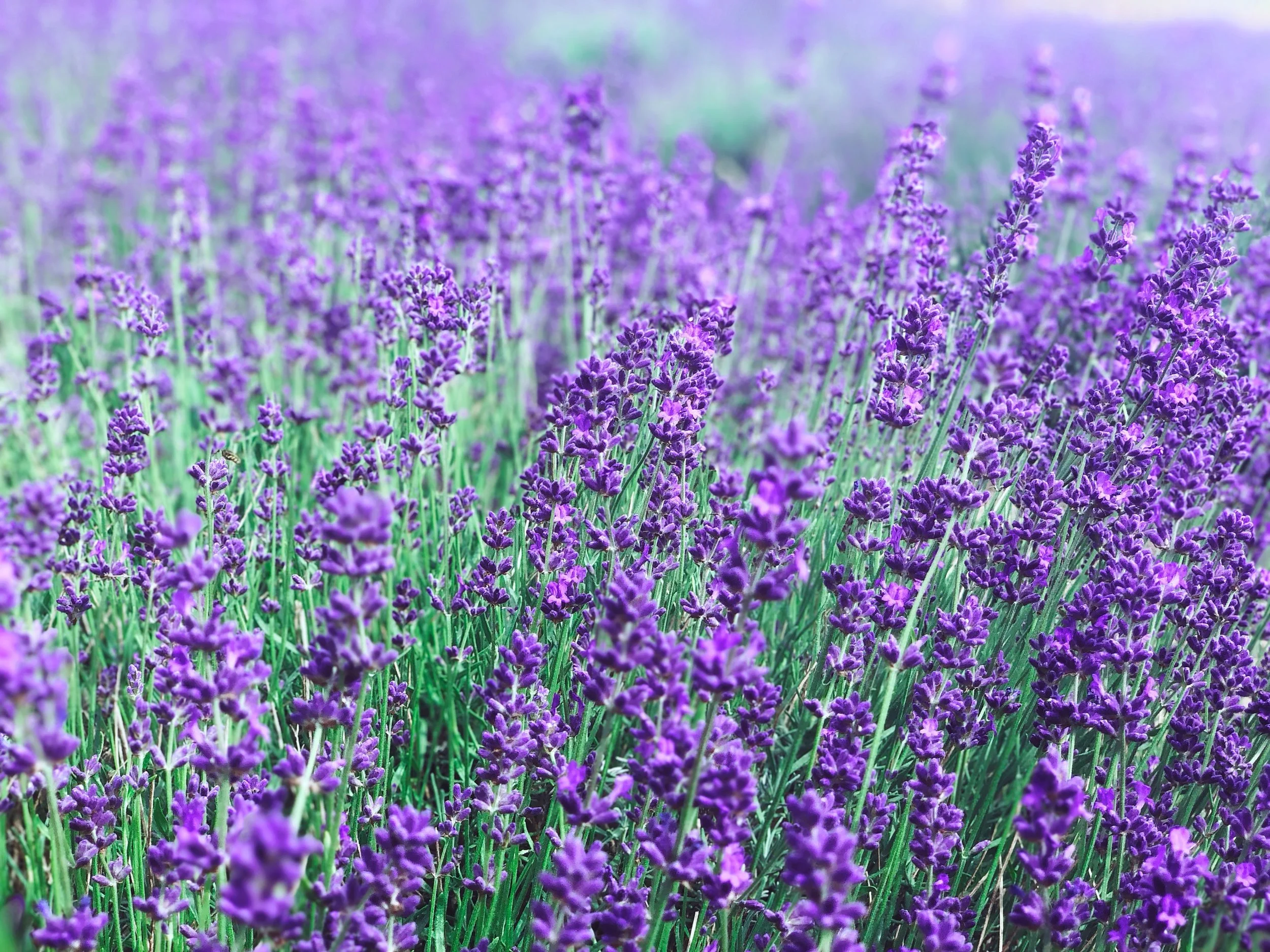 By Suhail Kapoor on Unsplash
