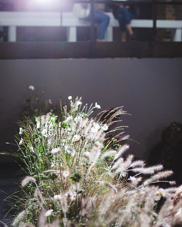 Gorgeous soft light coupled with wild grasses and flowers at Paul Smith SS17 
#eventprofs #events #eventphotography #IGLondon #London #paulsmith #wildflowers  #fashion #fashionshow #eventdesign