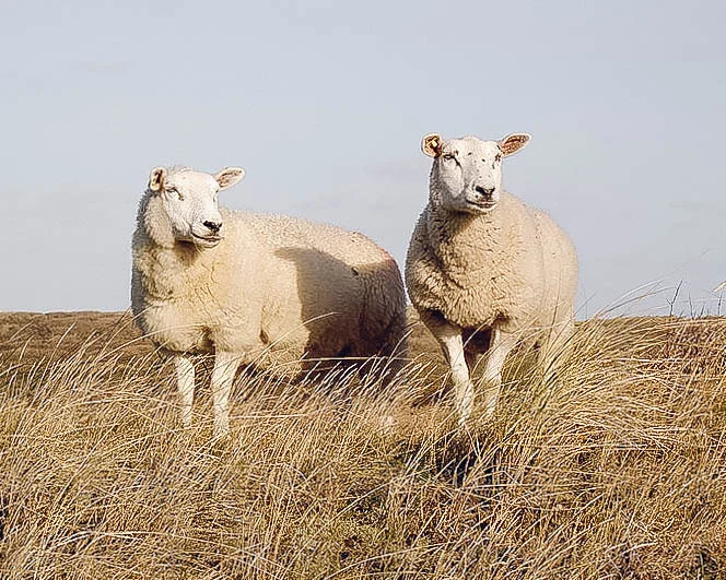 800px-Texelschafe_2003_EDIT.jpg
