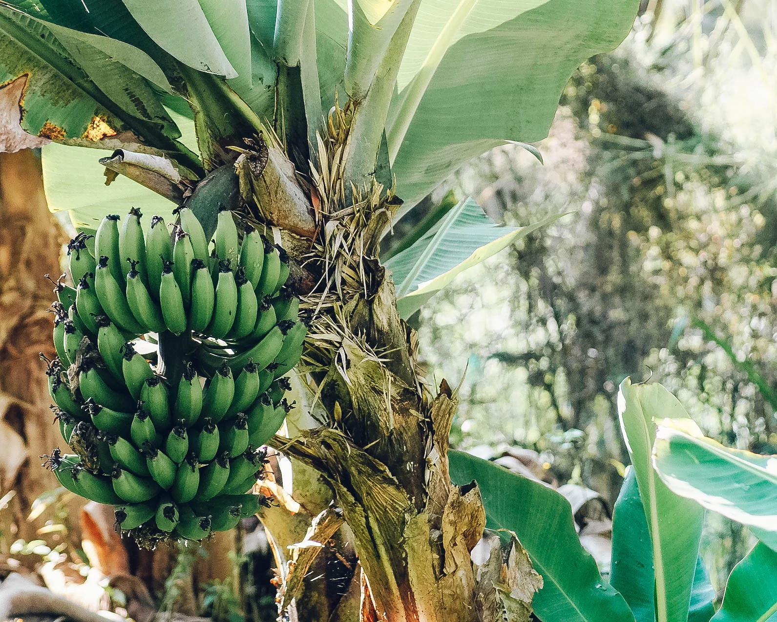 Banan_EDIT.jpg