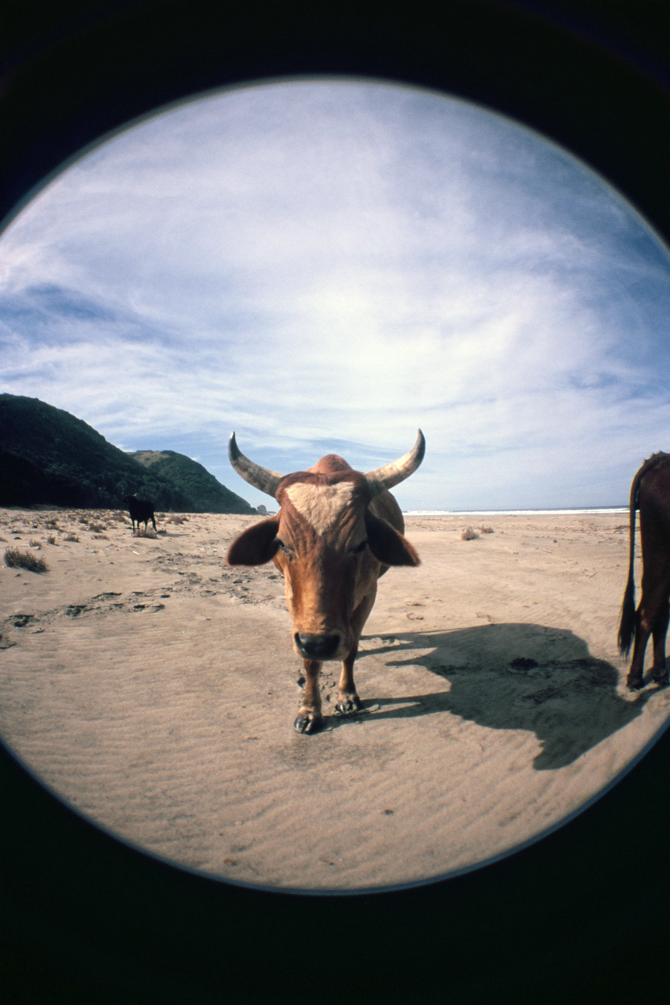  Beach Cow in the Transkei. 
