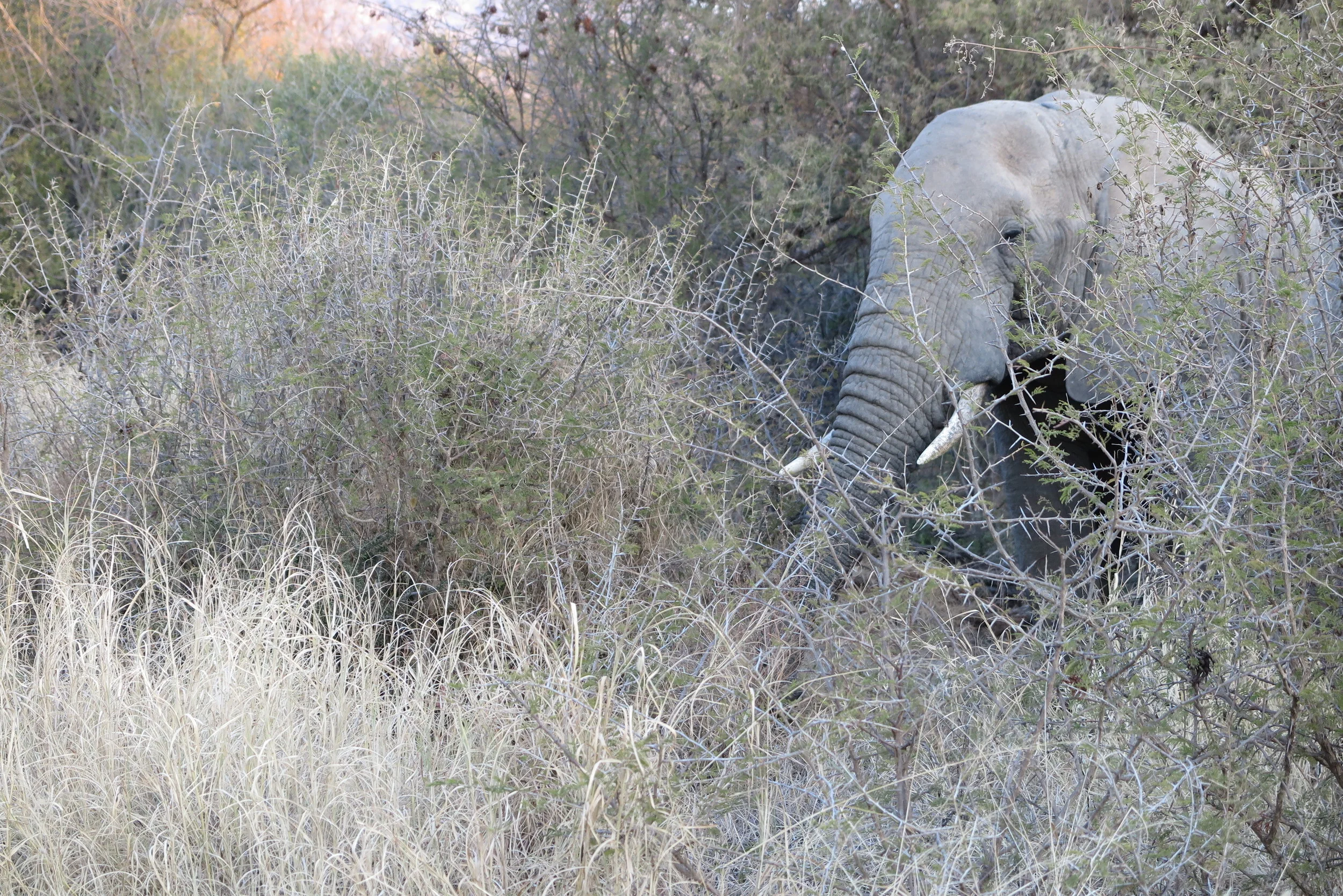  Elephant,&nbsp; Pilanesberg Game Reserve.  