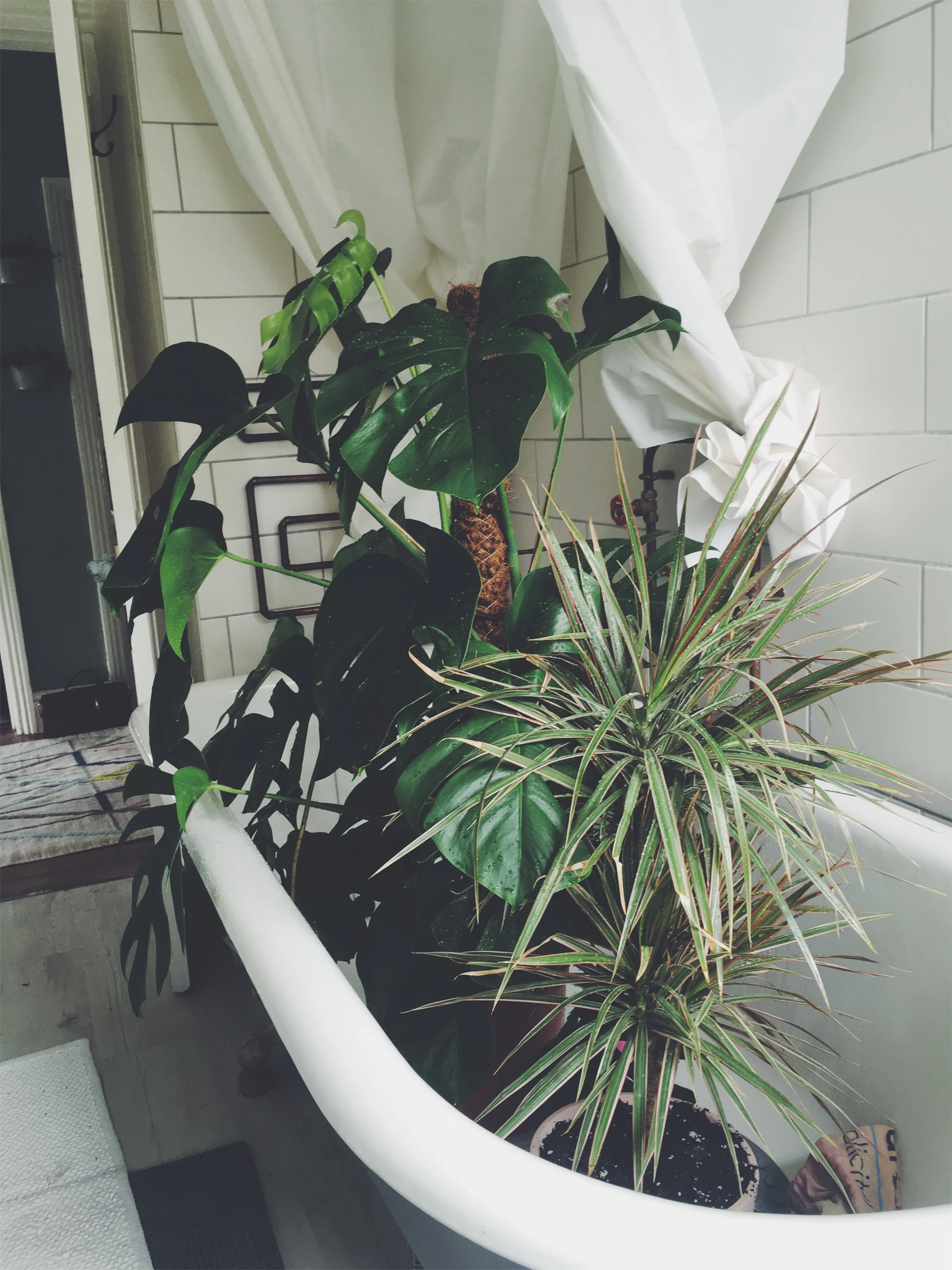Botanica Studio.jpg