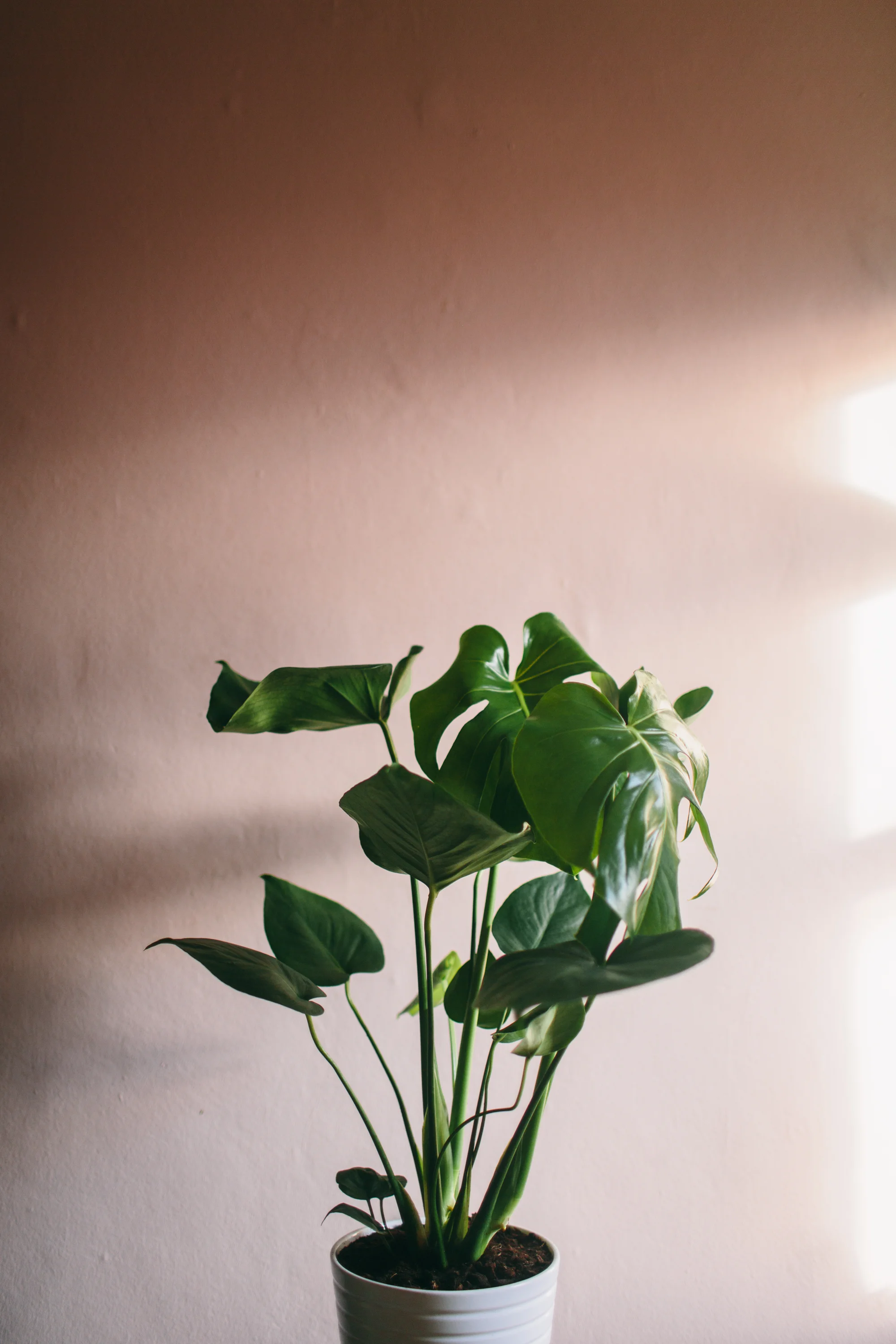 Botanica Studio.jpg
