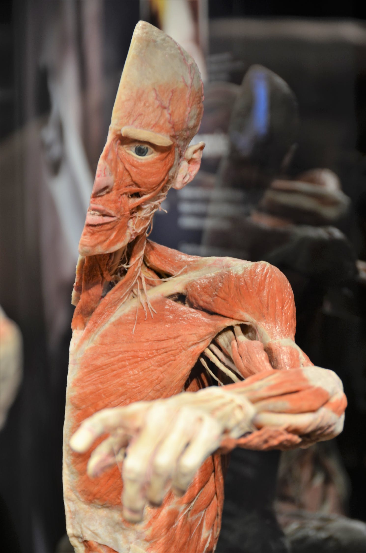 Body Worlds Exhibition.jpeg