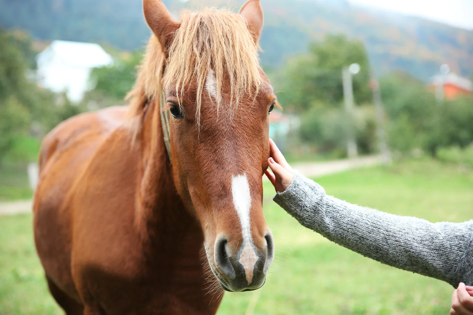EALC Horse with Hands.jpg