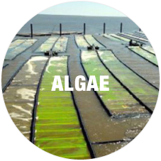 AlgeaSyst_227x227px.png