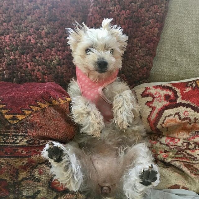 Just a little Lola on a Thursday morning. #dogsofinstagram