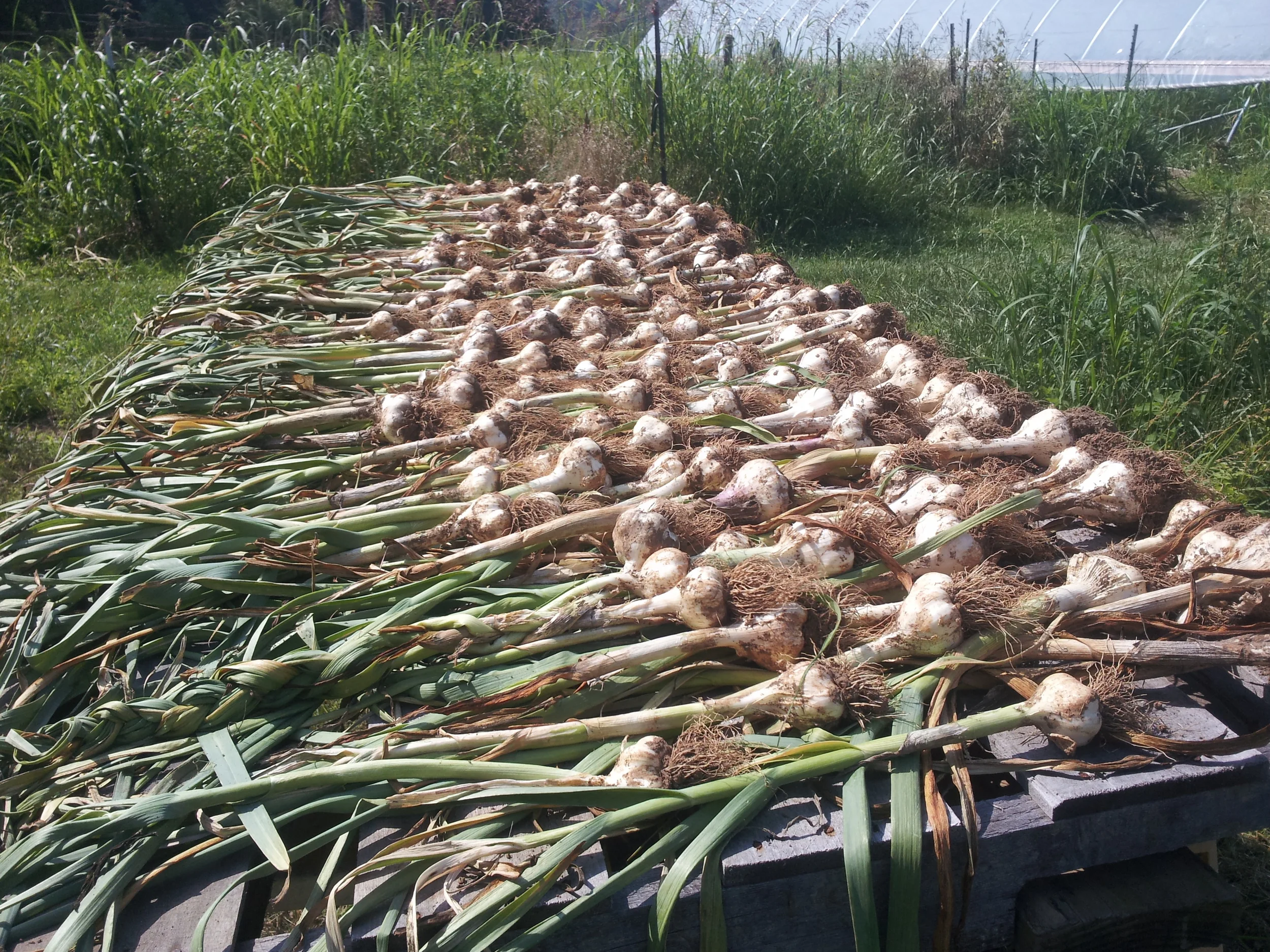garlic2.jpg
