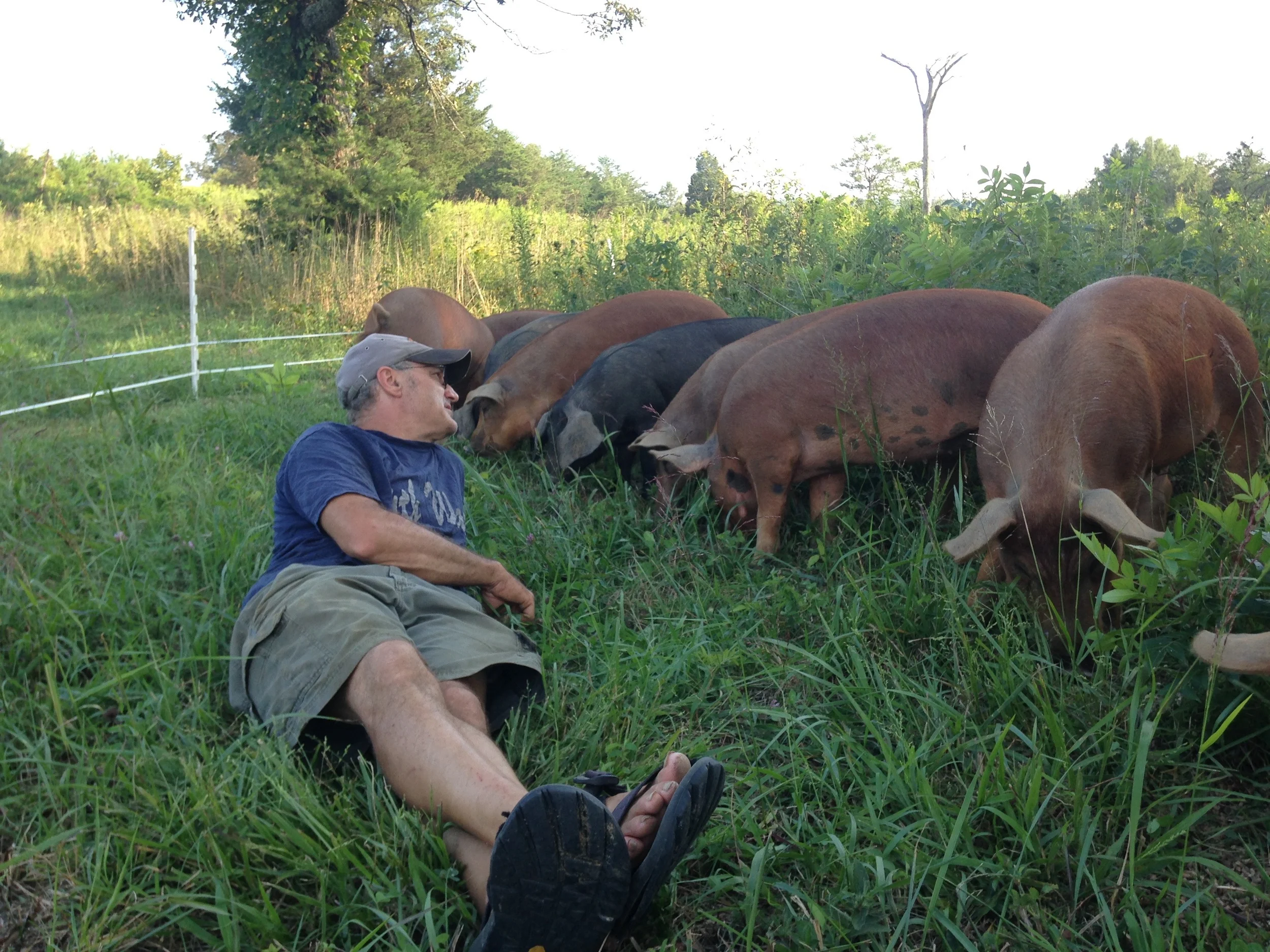 pigs6.jpg