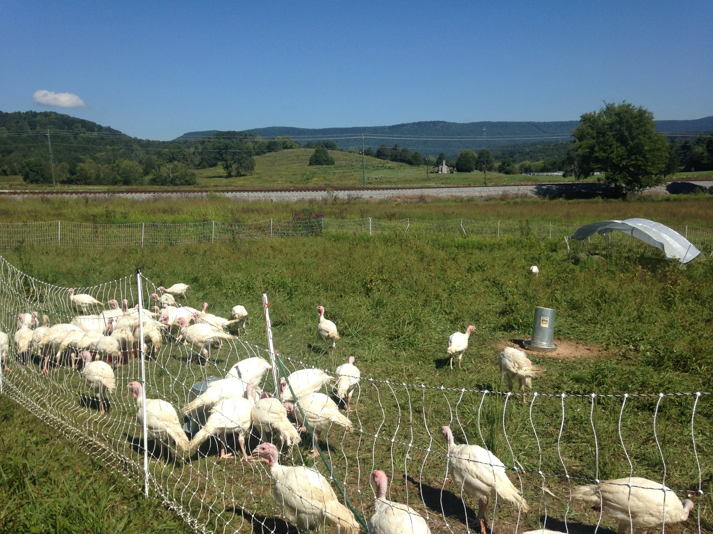 turkeys1.jpg