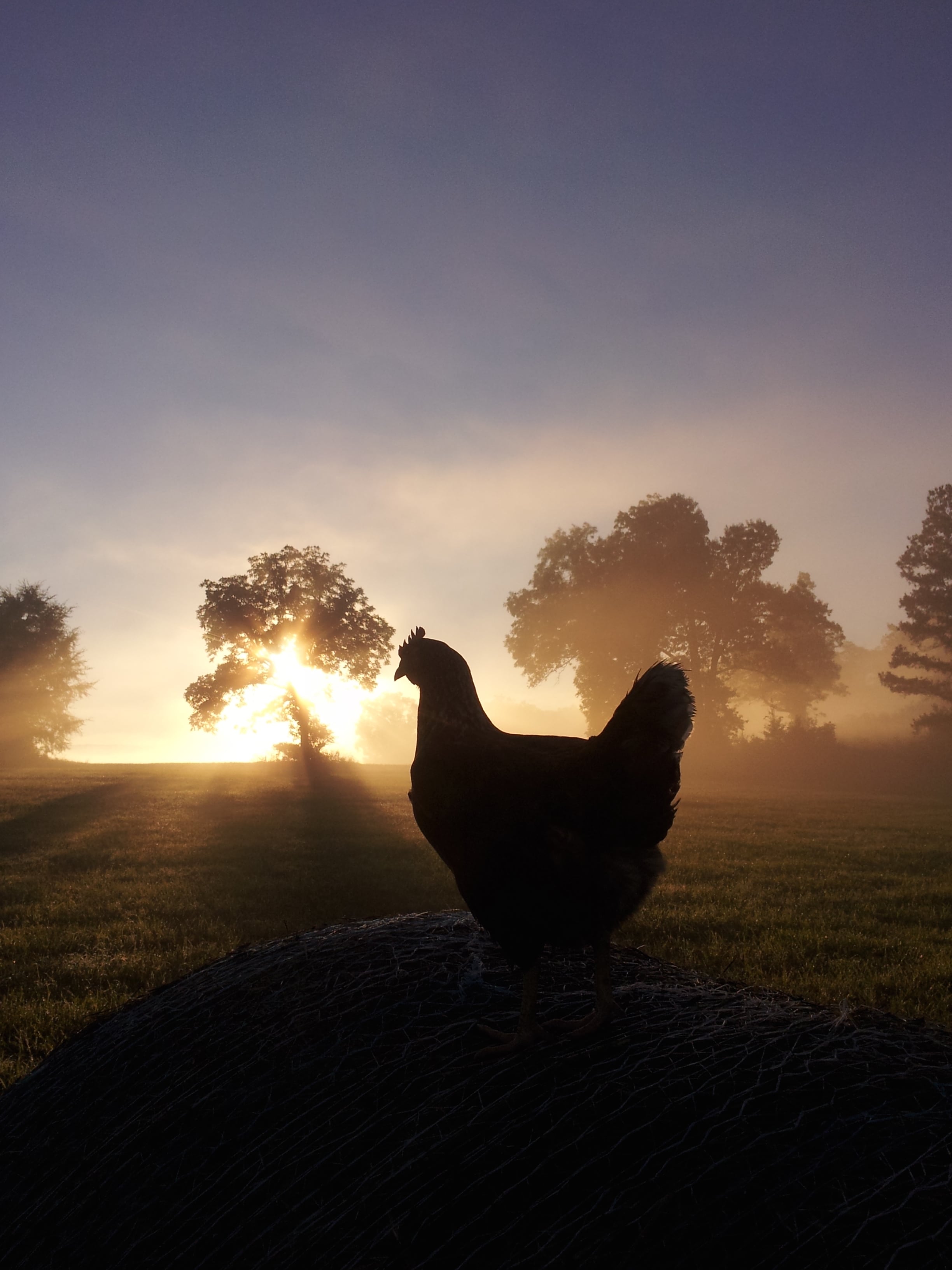 chicken hay.jpg