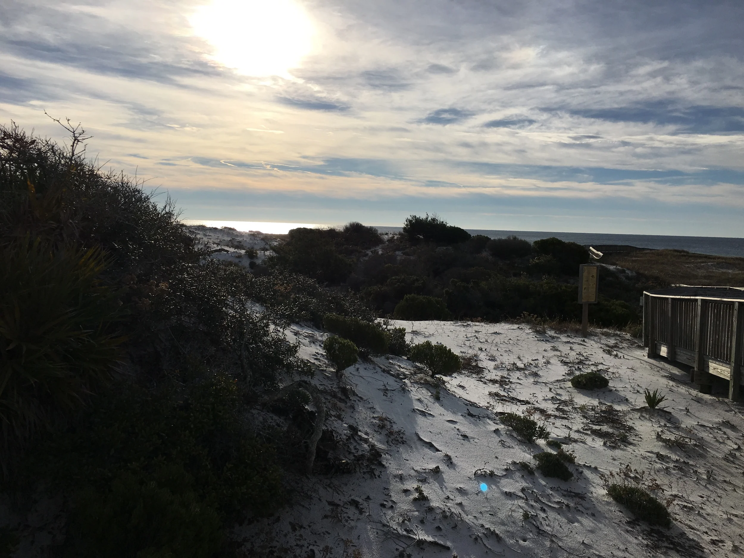 Sand pines, scrub oak, southern magnolia, Rosemary, and saw palmetto dot the dunes