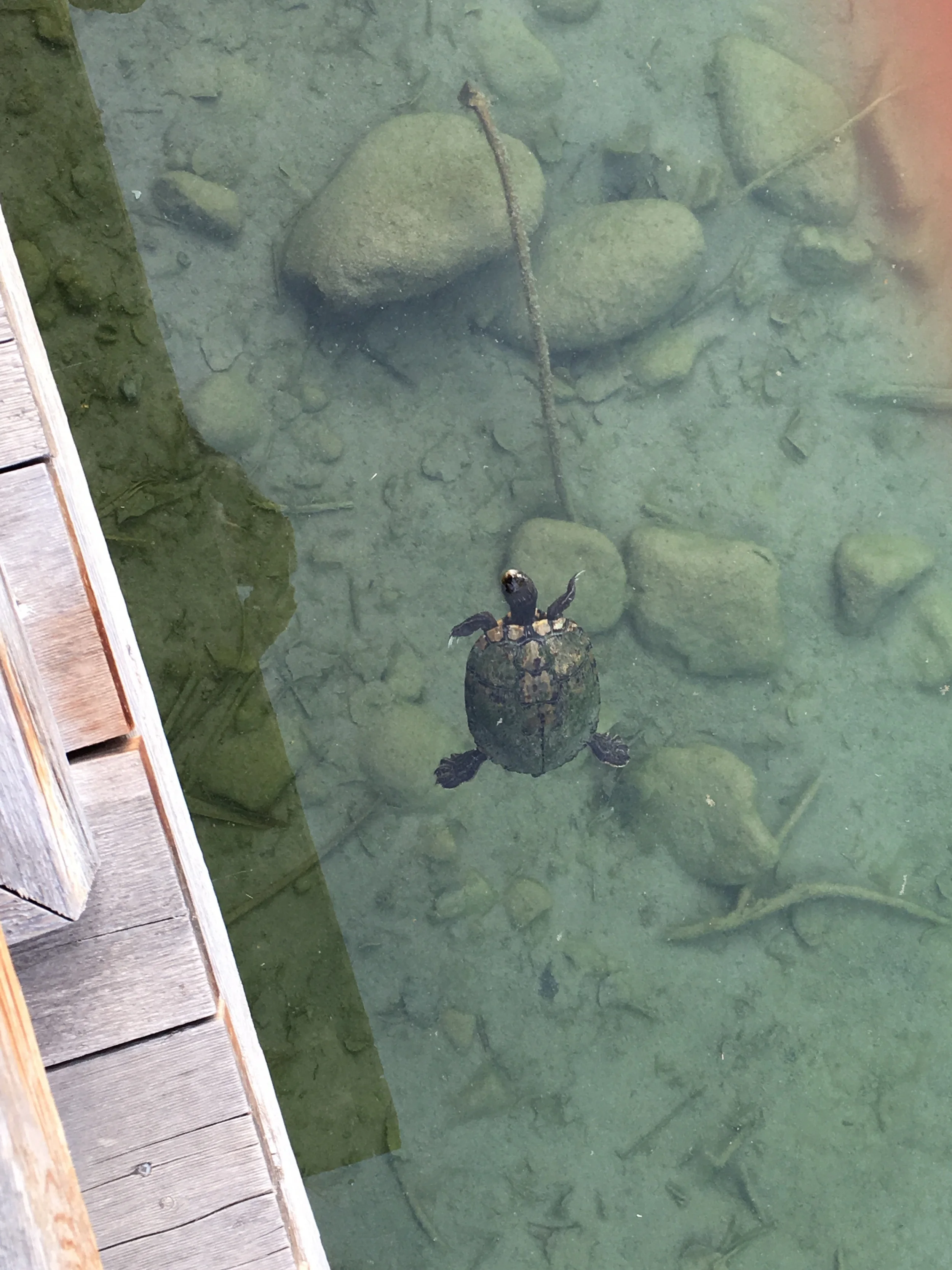 A welcoming turtle in Balmorhea park.