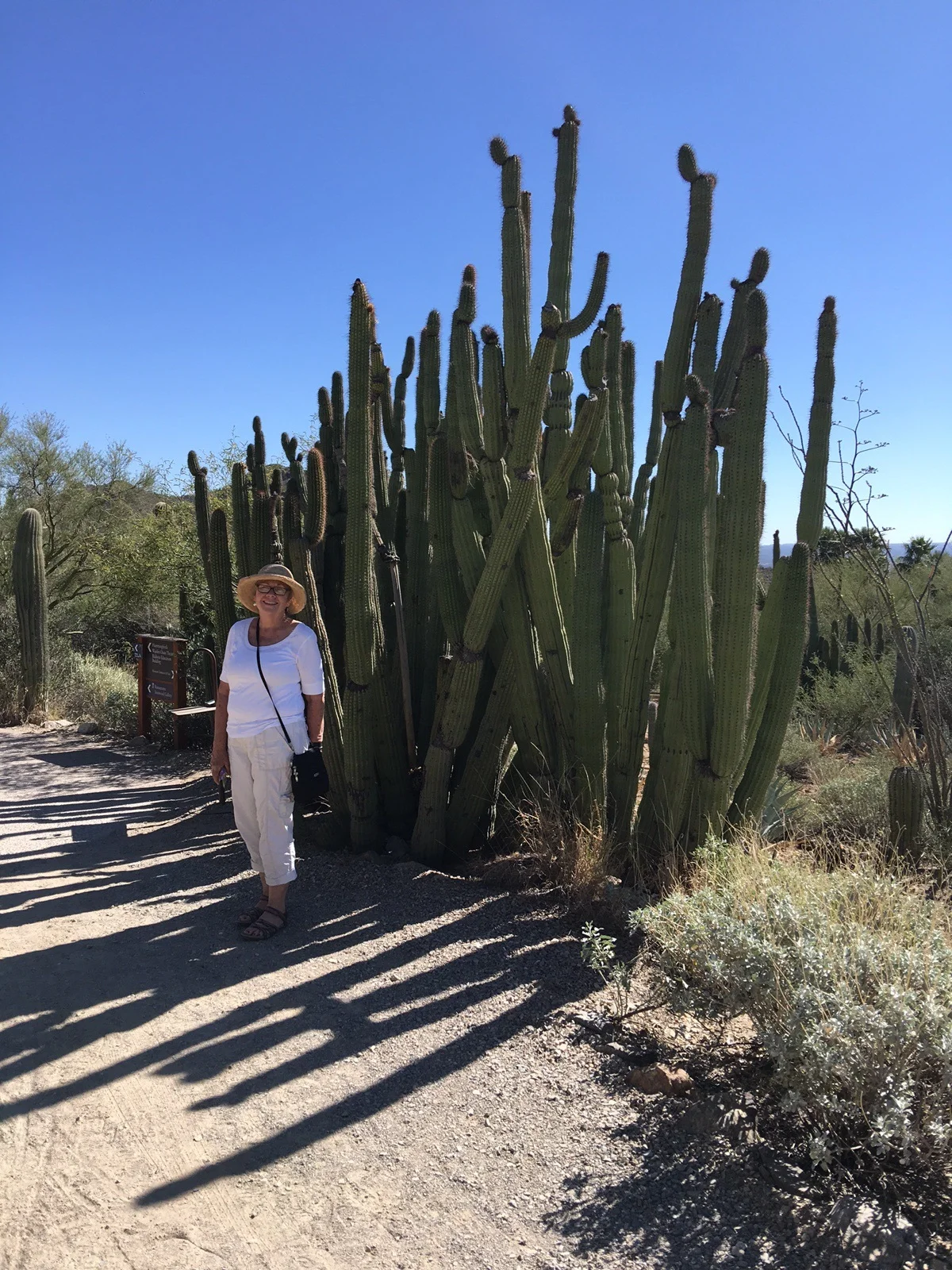 We walked the trails through the museum of the desert