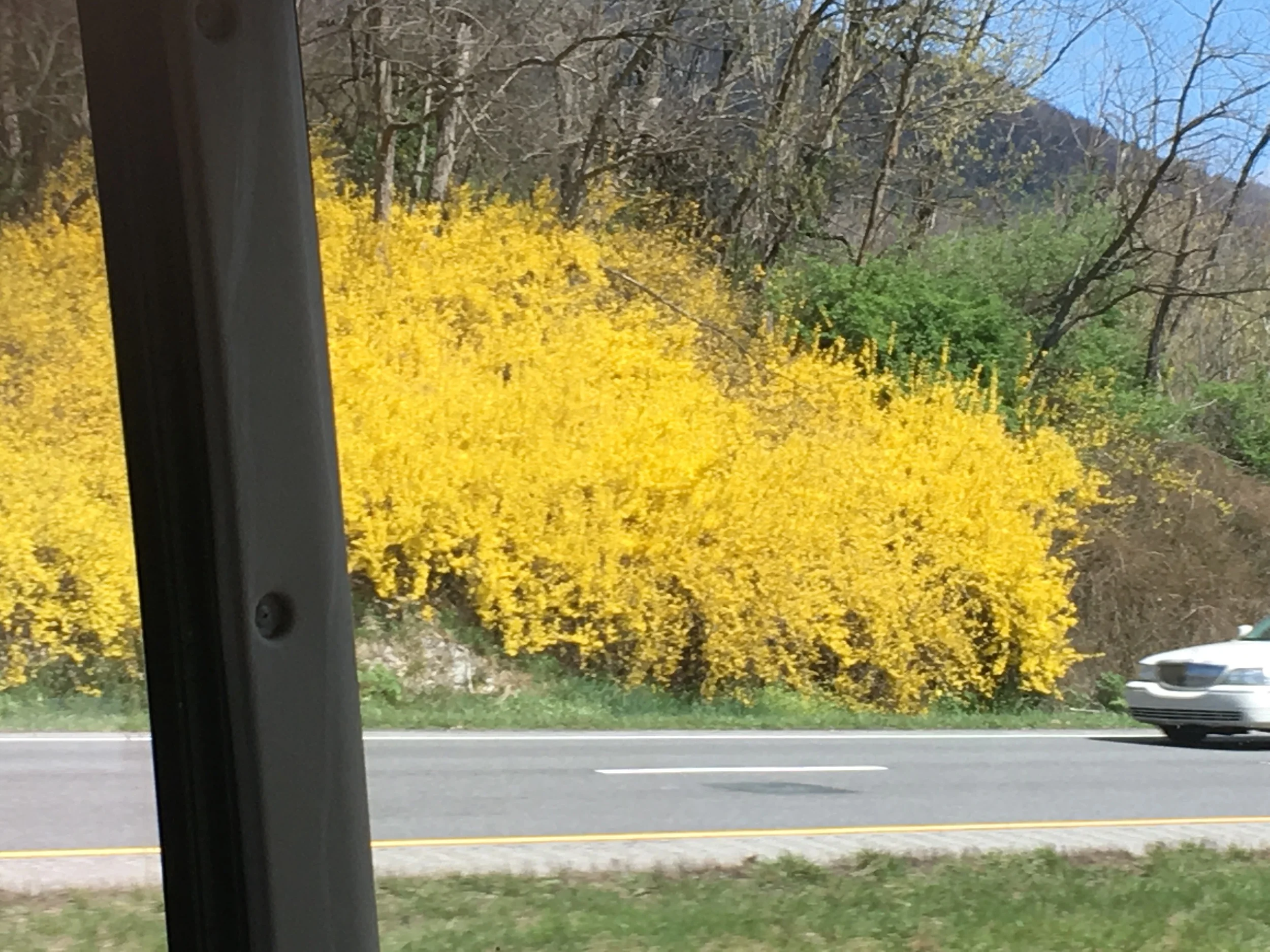 The forsythia are magnificent!