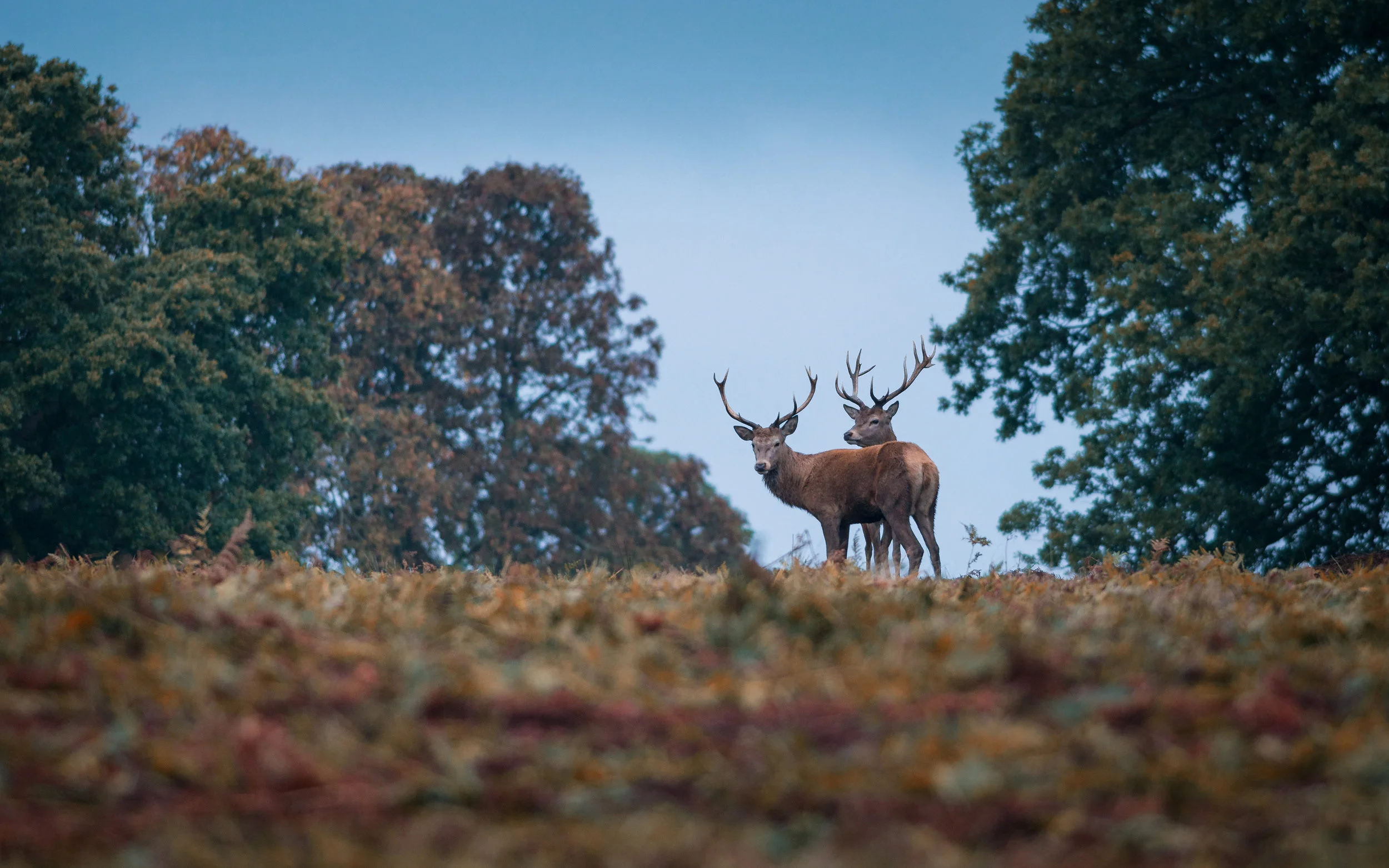 _DSC2596-Edit.jpg