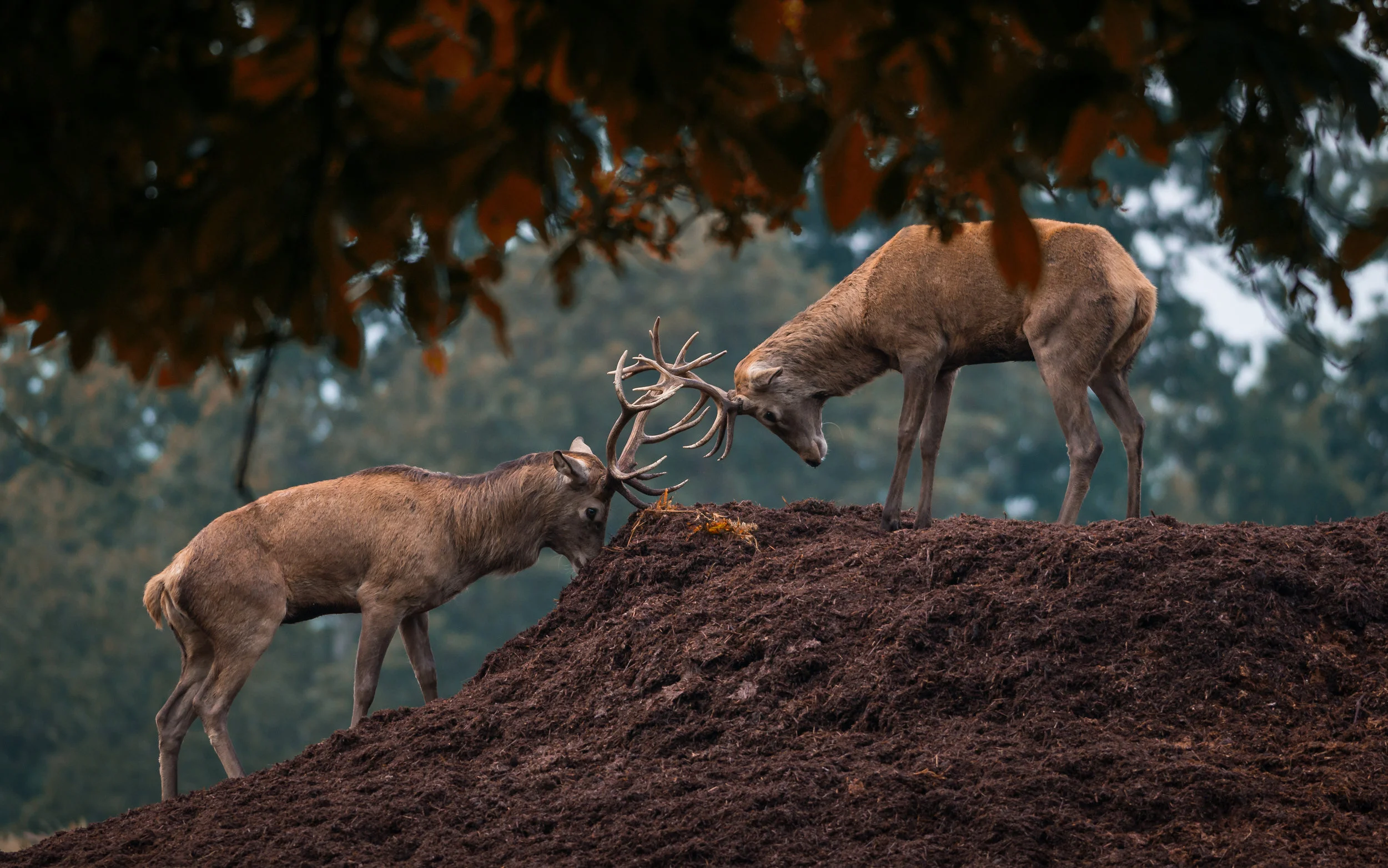 _DSC2675-Edit.jpg