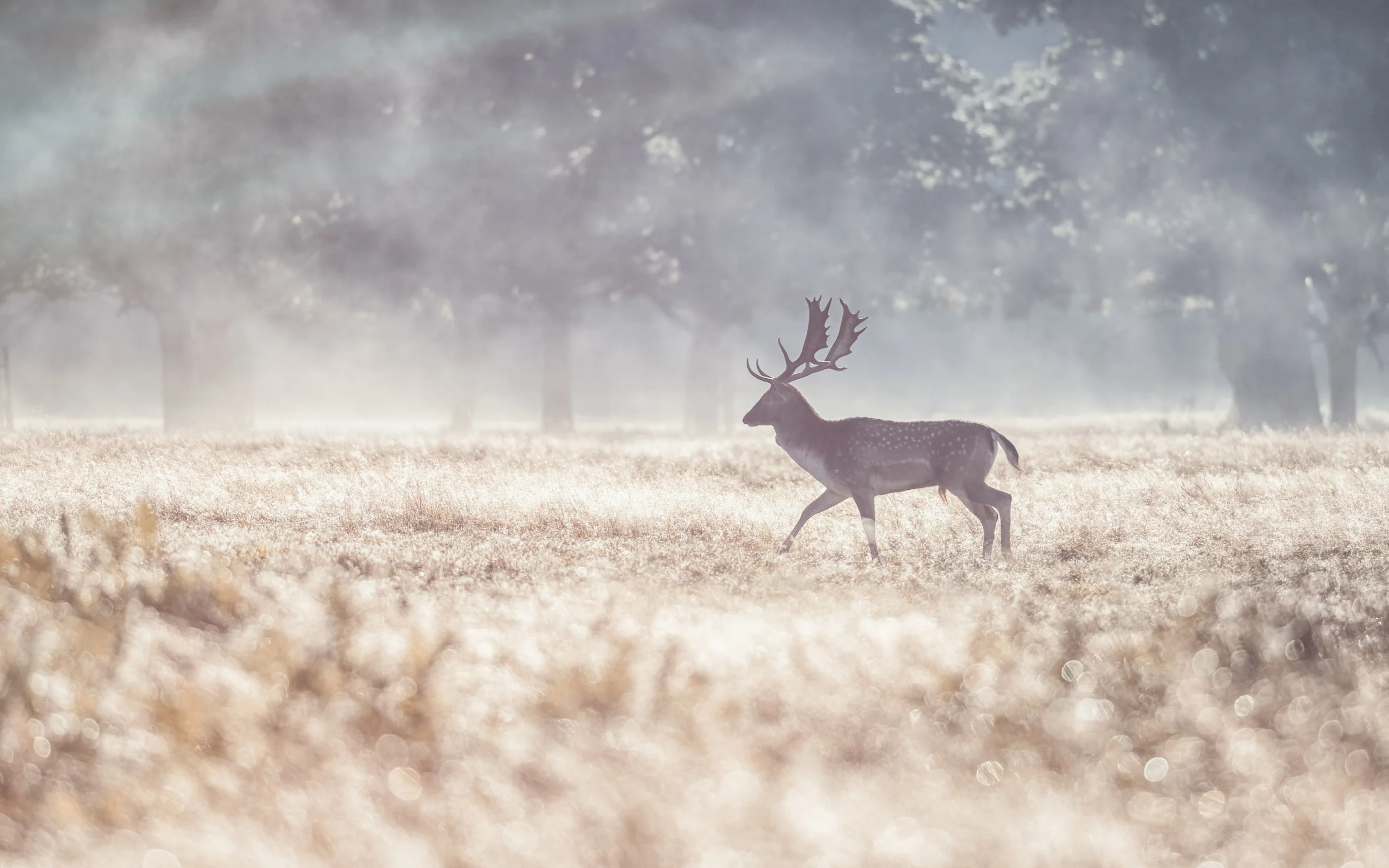 _DSC3540-Edit-Edit.jpg