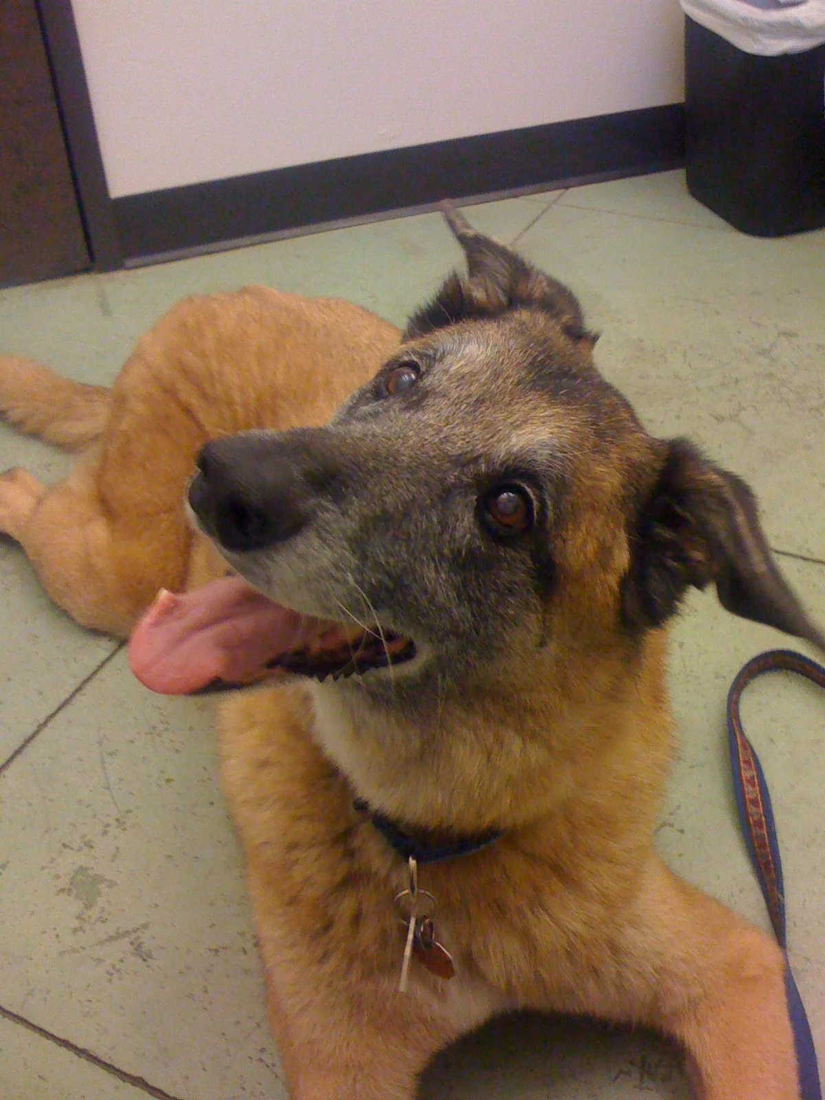 Gus (d. 2008) - Humaner Trainer Founder (Margaret Johnson)
