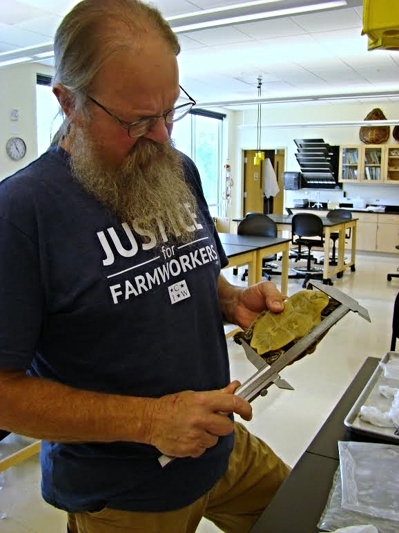 GLH measuring a preserved Suwannee cooter ( Pseudemys concinna suwanniensis ) specimen on loan from the Smithsonian Institution National Museum of Natural History (photograph by Trent Adamson)