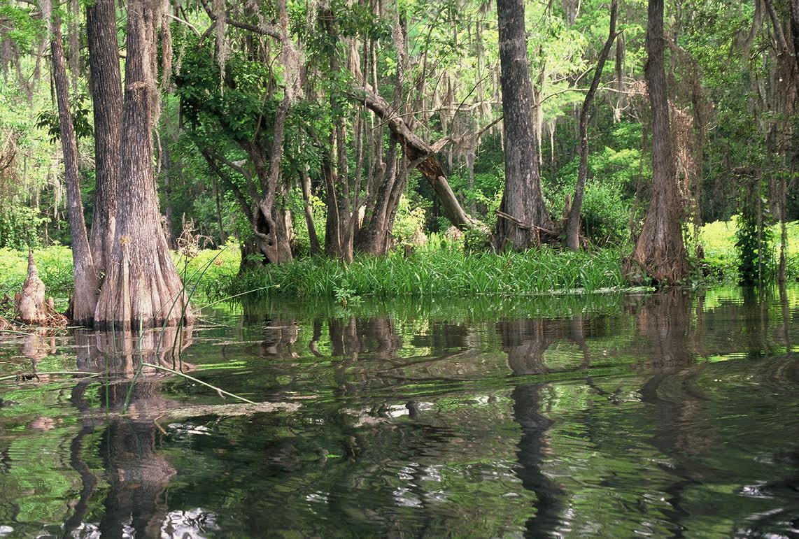 Rainbow River (Dunnellon, Florida; photograph by GLH)