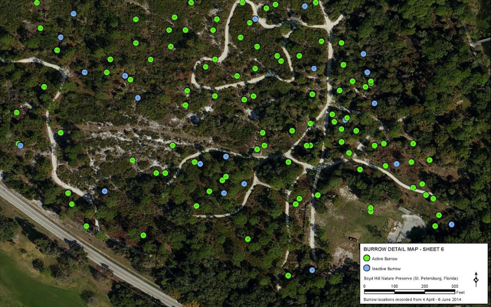 Gopher tortoise ( Gopherus polyphemus ) burrow distribution map resulting from a survey conducted at Boyd Hill Nature Preserve (St. Petersburg, Florida; map produced by Corey Smolik)