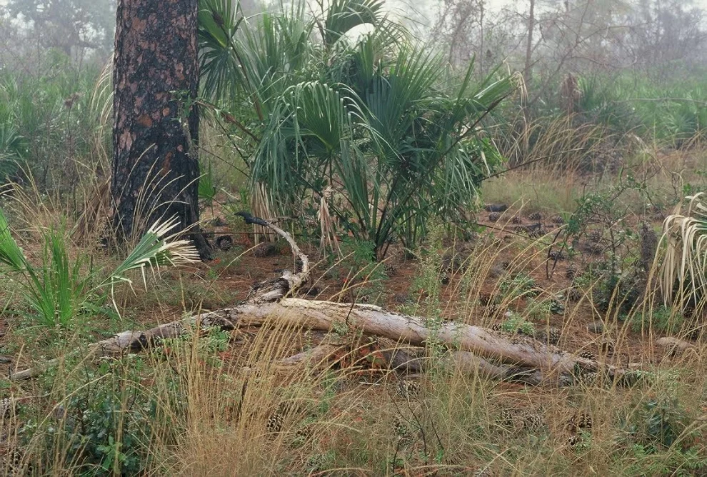 Misty morning in the uplands of Boyd Hill Nature Preserve (photograph by GLH)