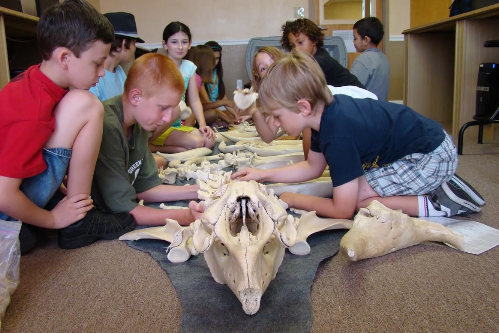 Assembling manatee bones on loan from the Florida Fish and Wildlife Conservation Commission (photograph by GLH)