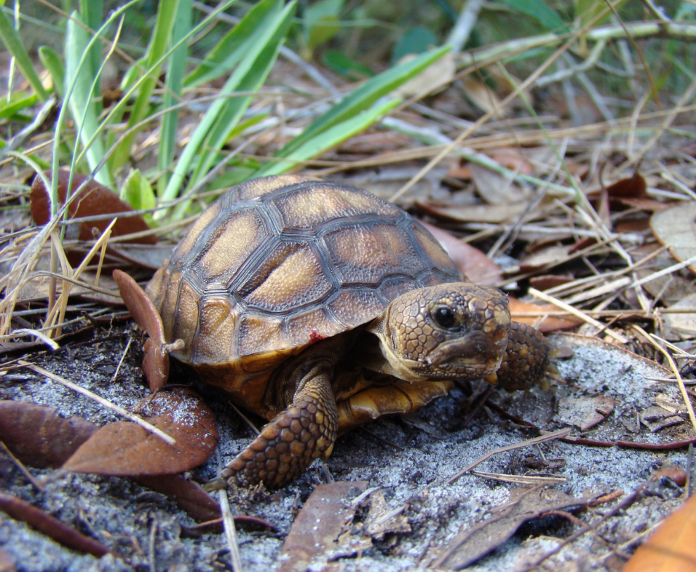 Juvenile gopher tortoise ( Gopherus polyphemus ) at Boyd Hill Nature Preserve (photograph by GLH)