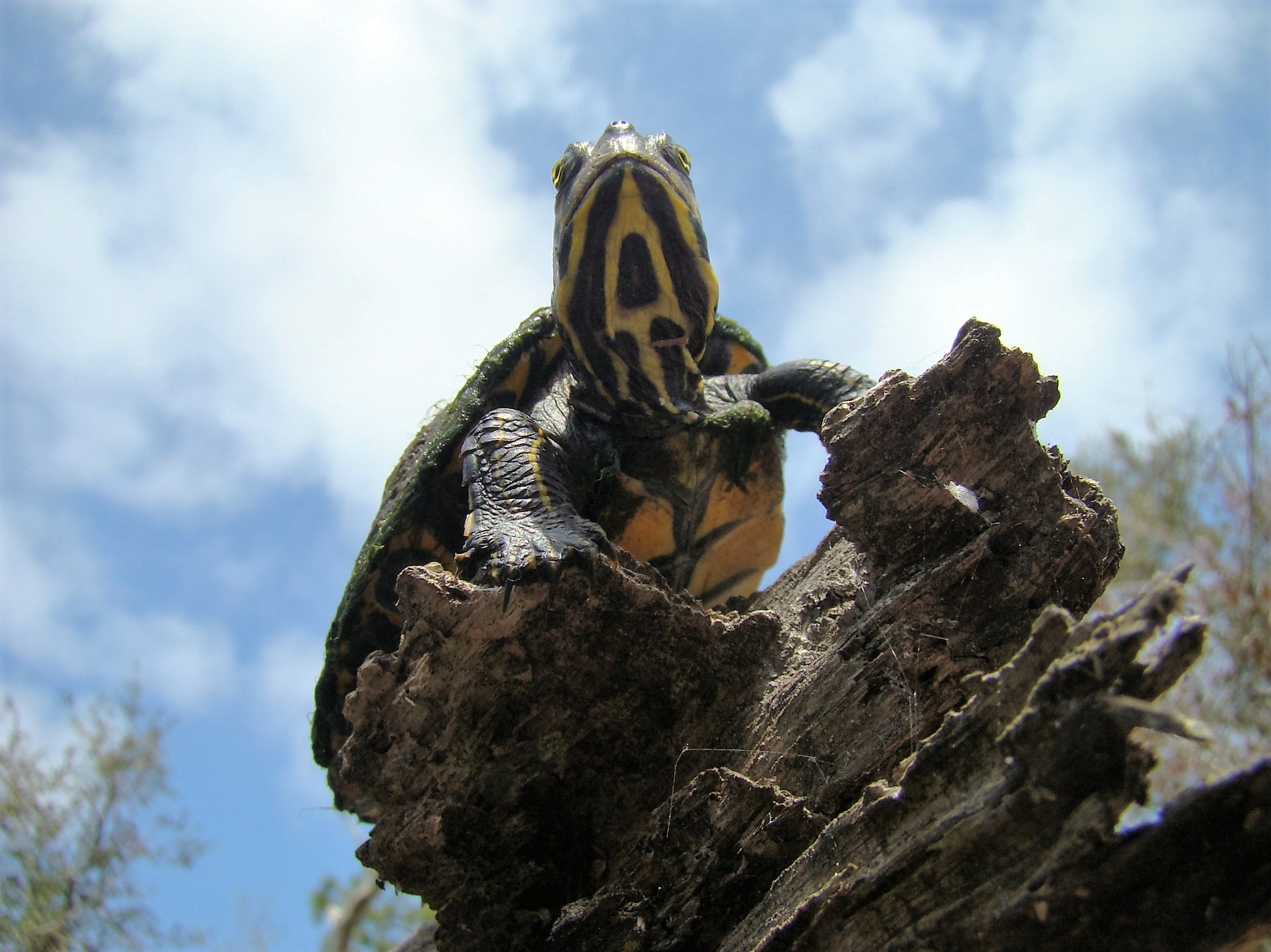 Basking juvenile Suwannee cooter ( Pseudemys concinna suwanniensis ) on the Anclote River (Pasco County, Florida; photograph by GLH)