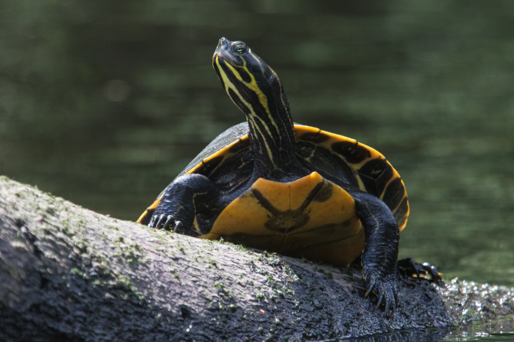 Basking adult Suwannee cooter ( Pseudemys concinna suwanniensis ) on the Little Manatee River (Hillsborough County, Florida; photograph by James F. Caldwell)