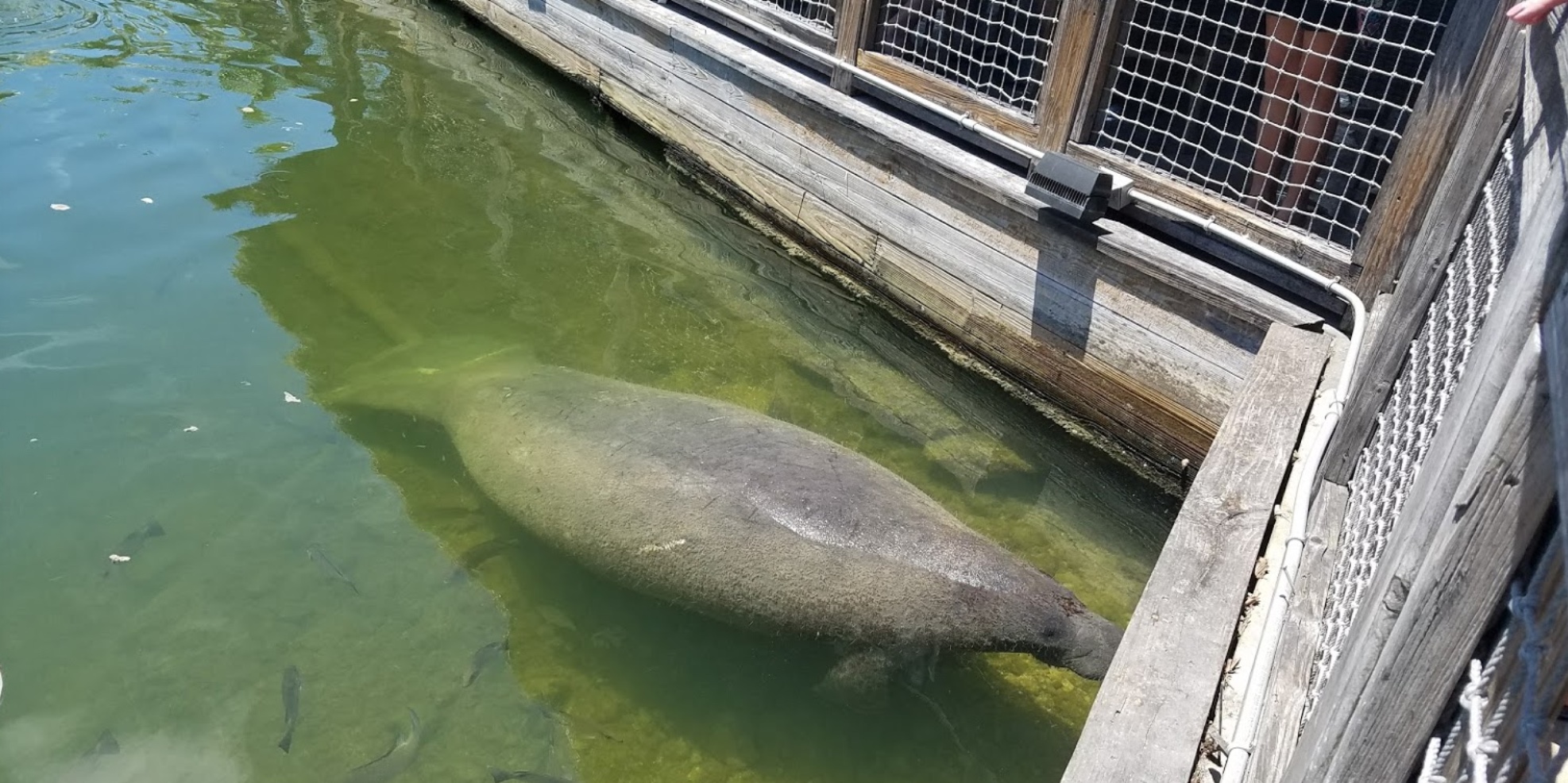 Lots of visitors like manatees, tarpon to friendly nurse sharks.