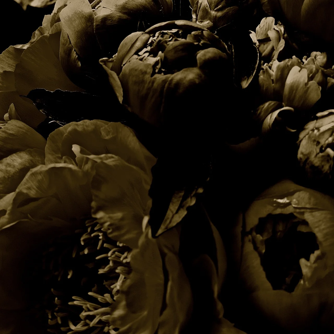 peonies...