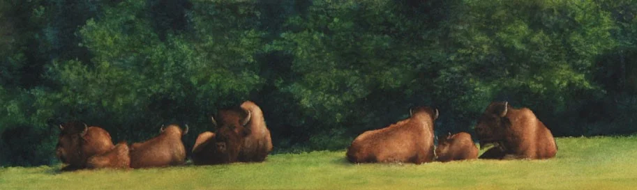 Bison Siesta 