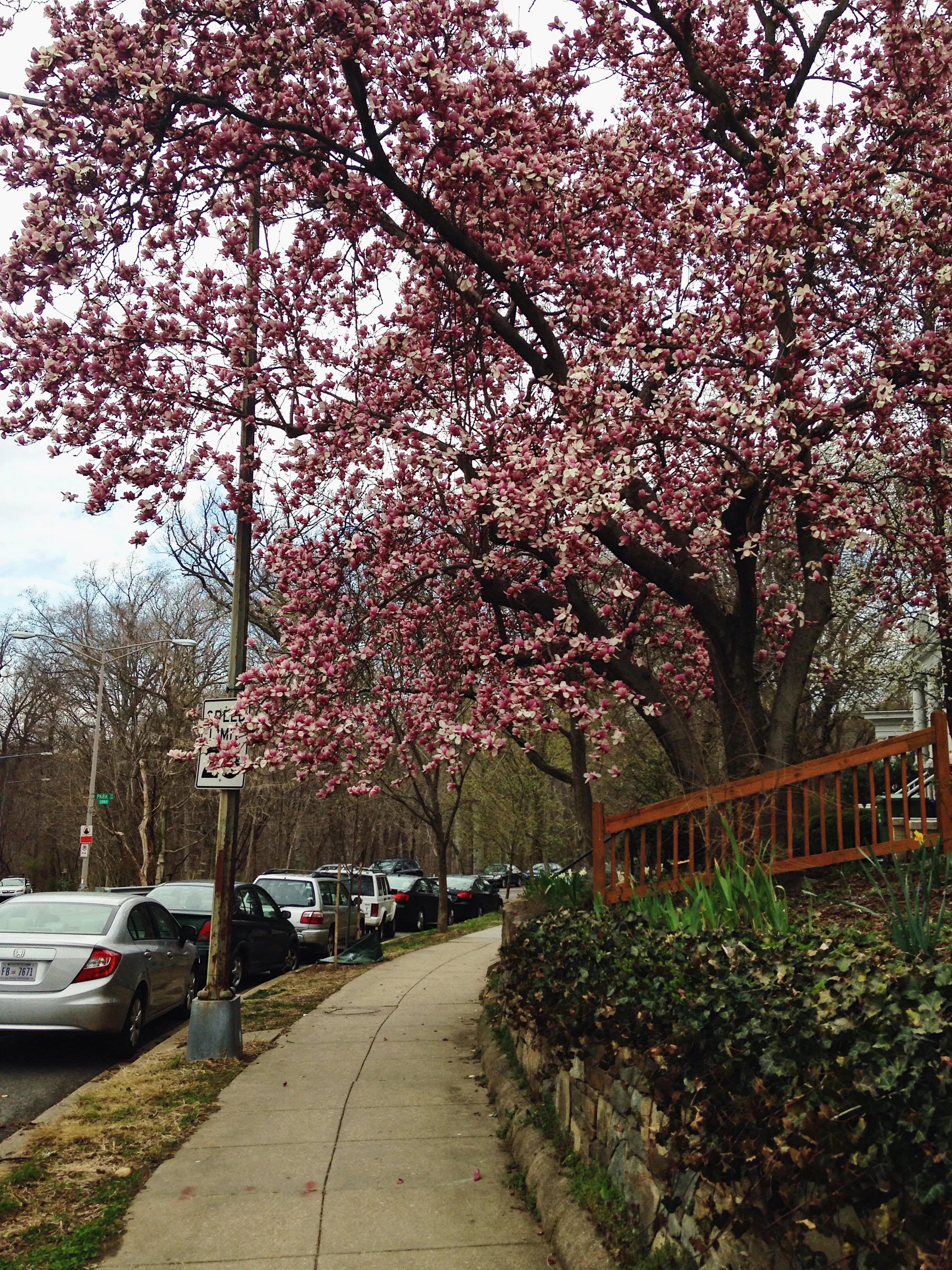 Spring comes to D.C. © E.A. Crunden