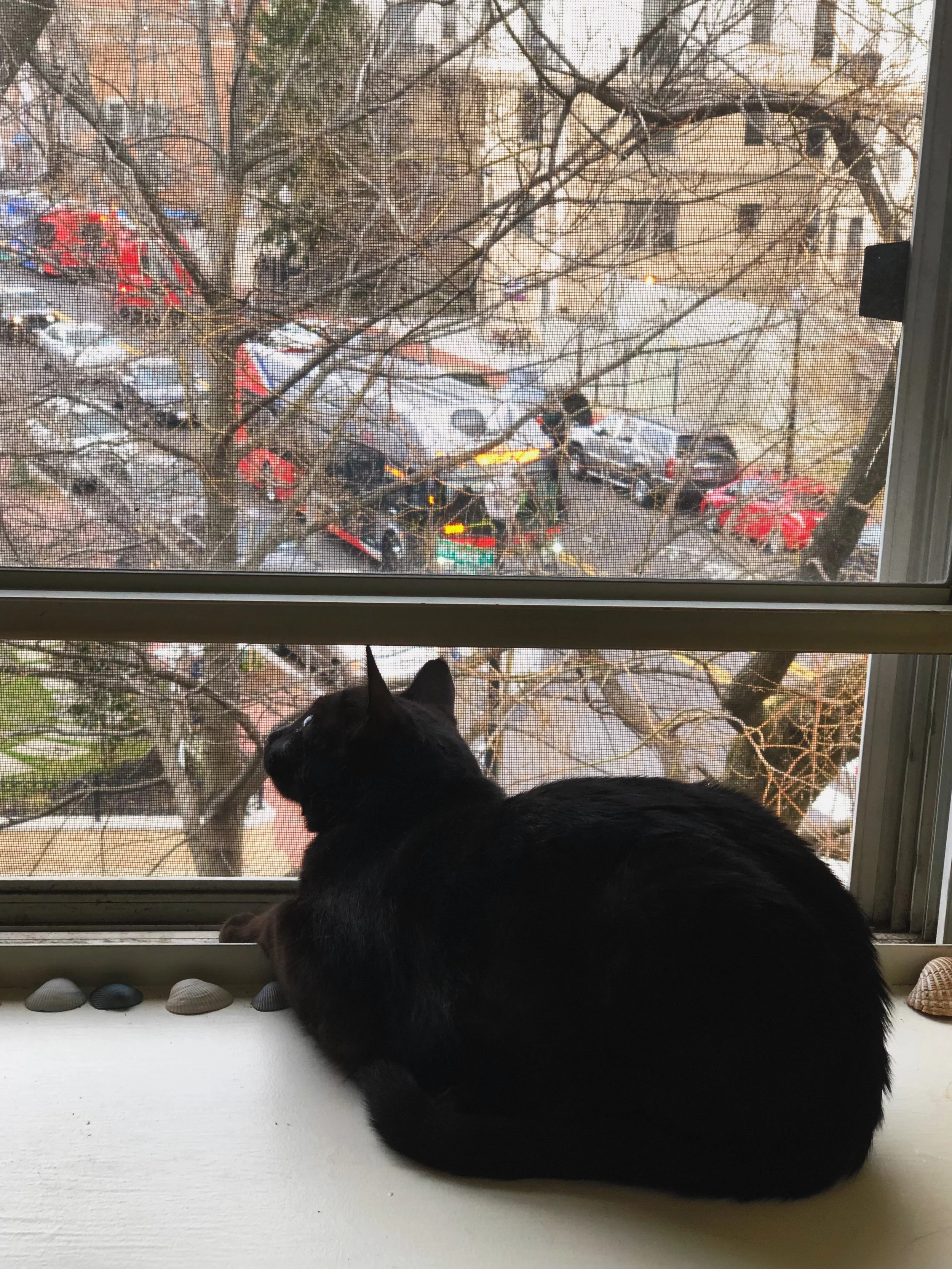 Cats are good and mine is excellent. © E.A. Crunden