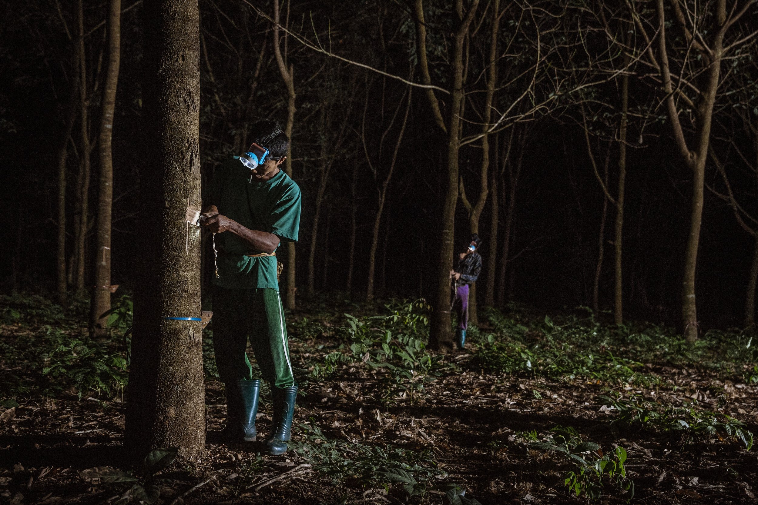 Migrant workers harvest rubber late a night at natural rubber plantation in Myanmar. Many workers prefer to work at night because of the cooler air but are at more risk to being bitten by mosquitoes. Several people migrate for work due to higher wages and are often vulnerable to diseases such as Tuberculosis and Malaria, which is prevalent on many plantations.